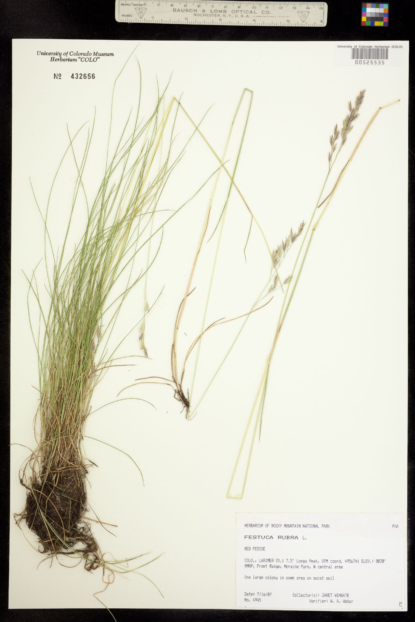 Festuca rubra image