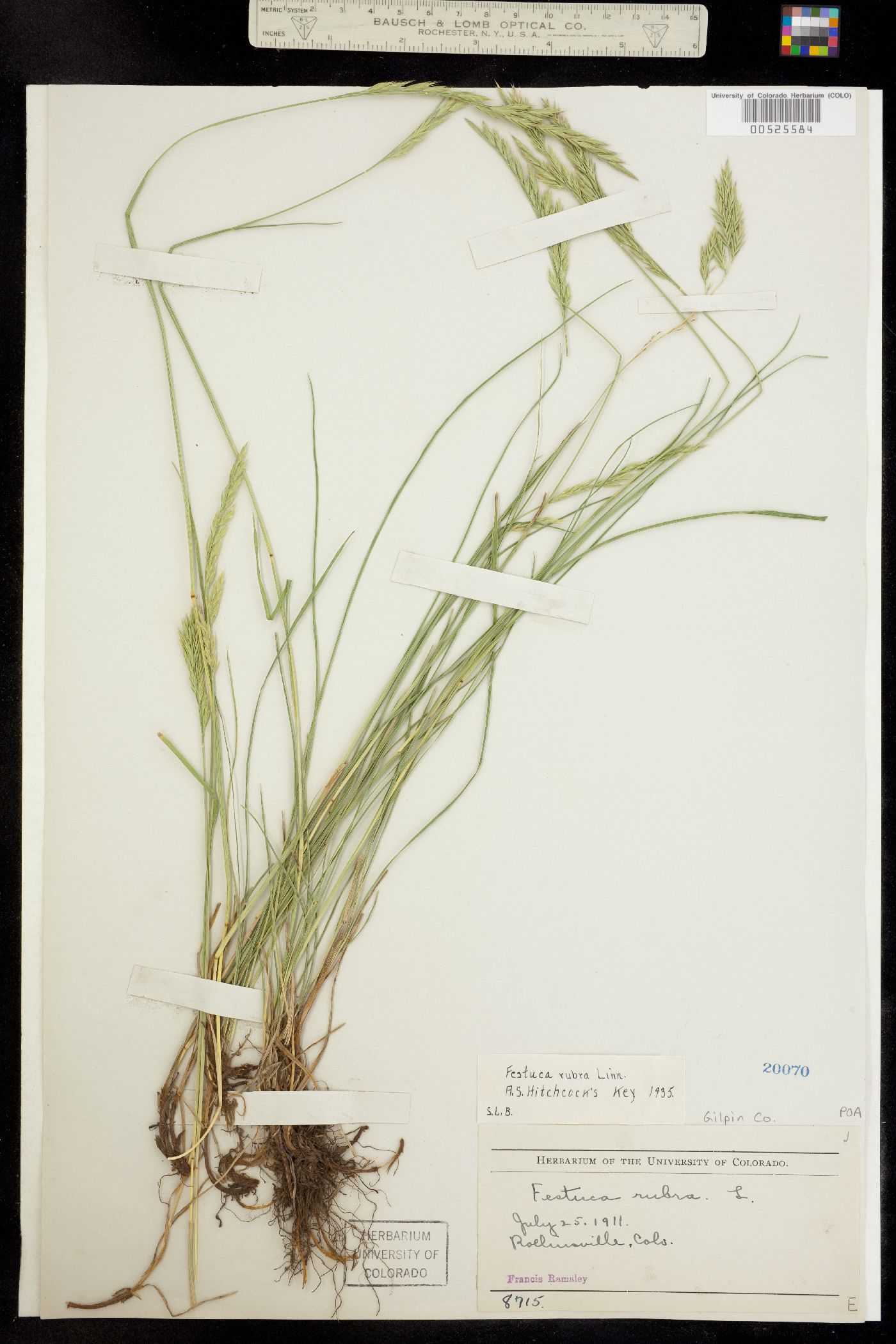 Festuca rubra image