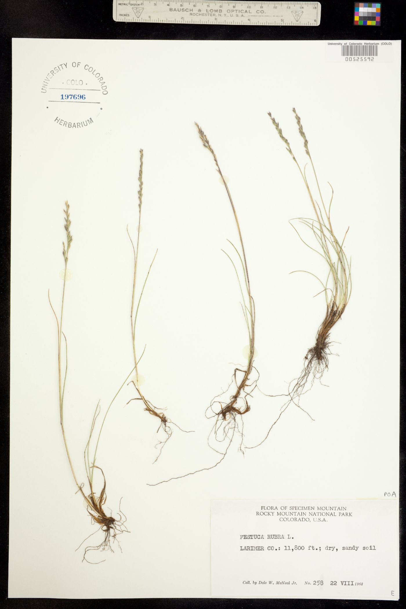 Festuca rubra image