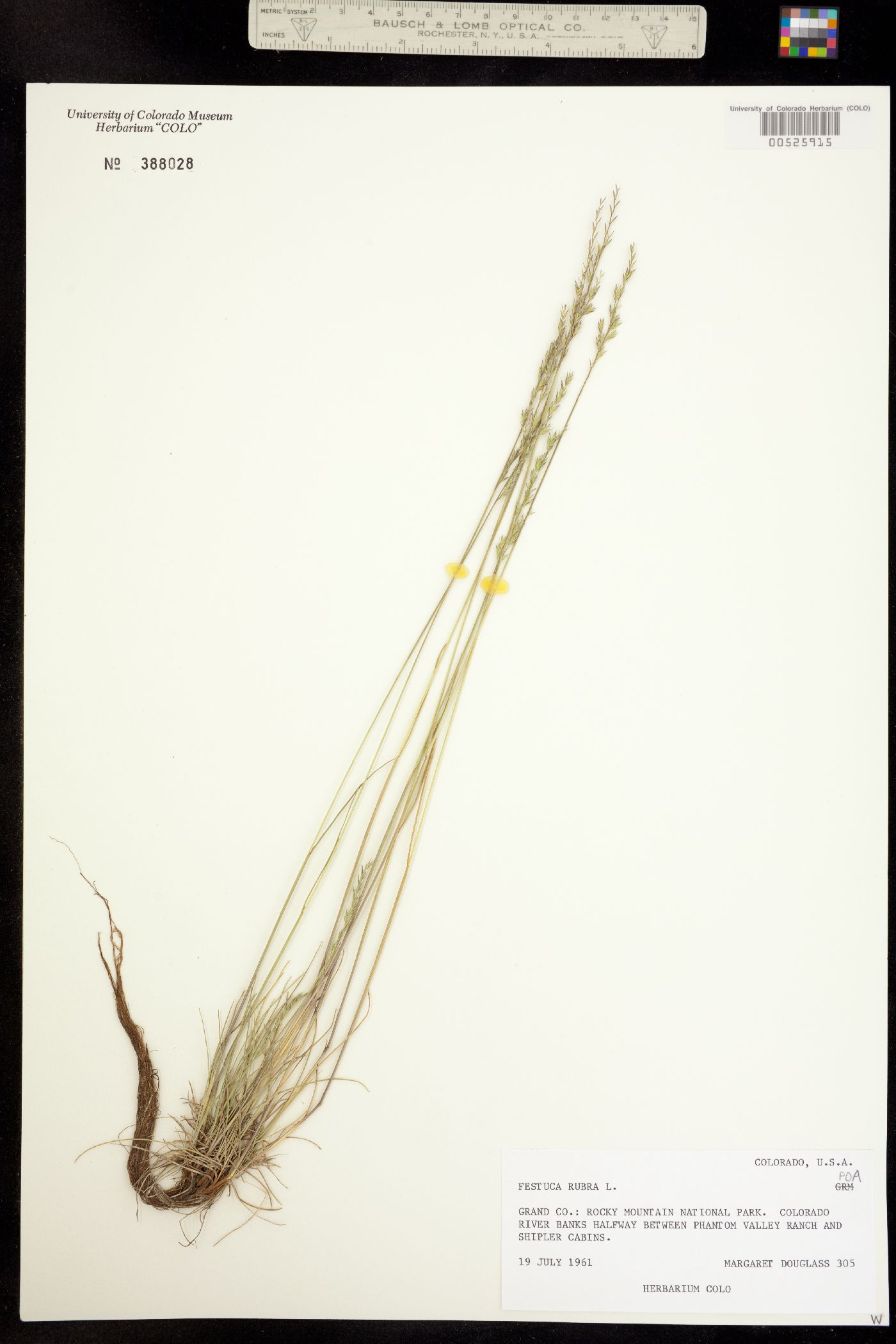 Festuca rubra image