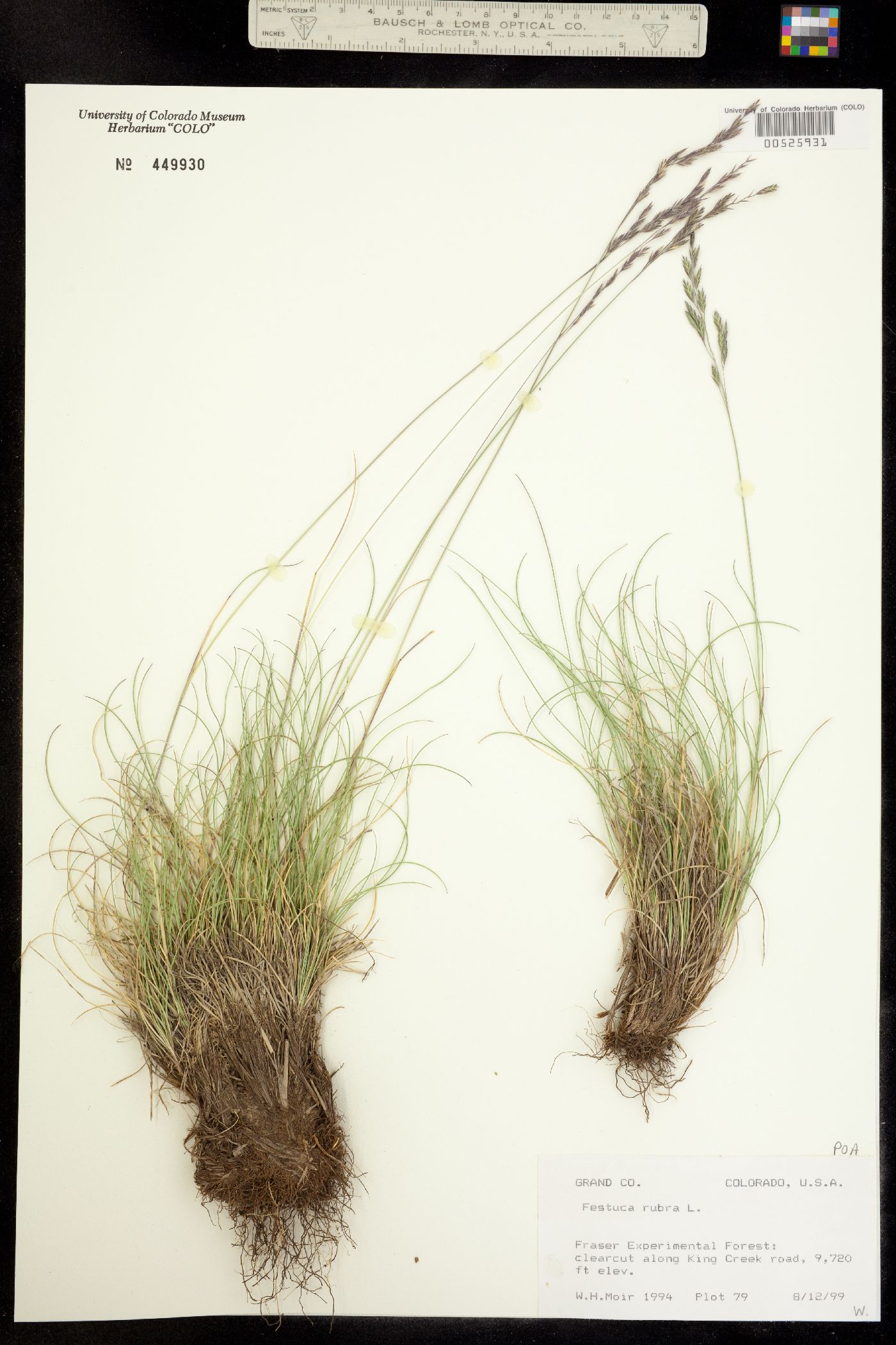 Festuca rubra image
