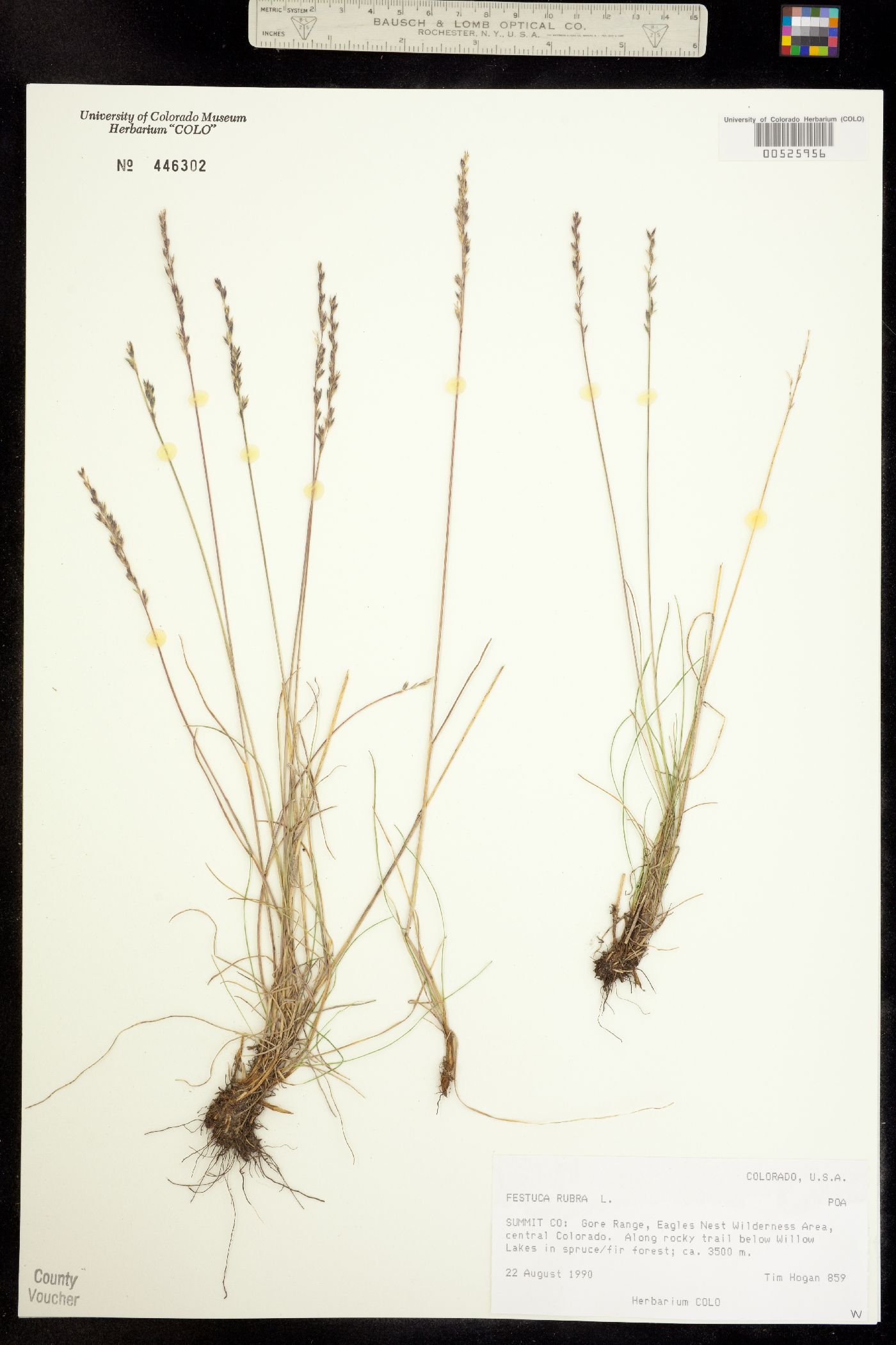 Festuca rubra image