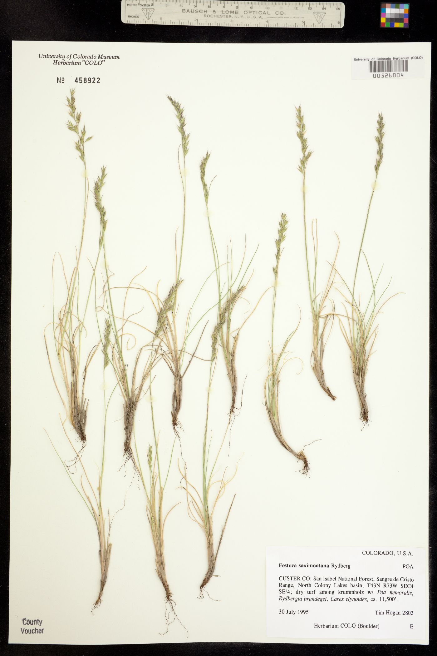 Festuca saximontana image