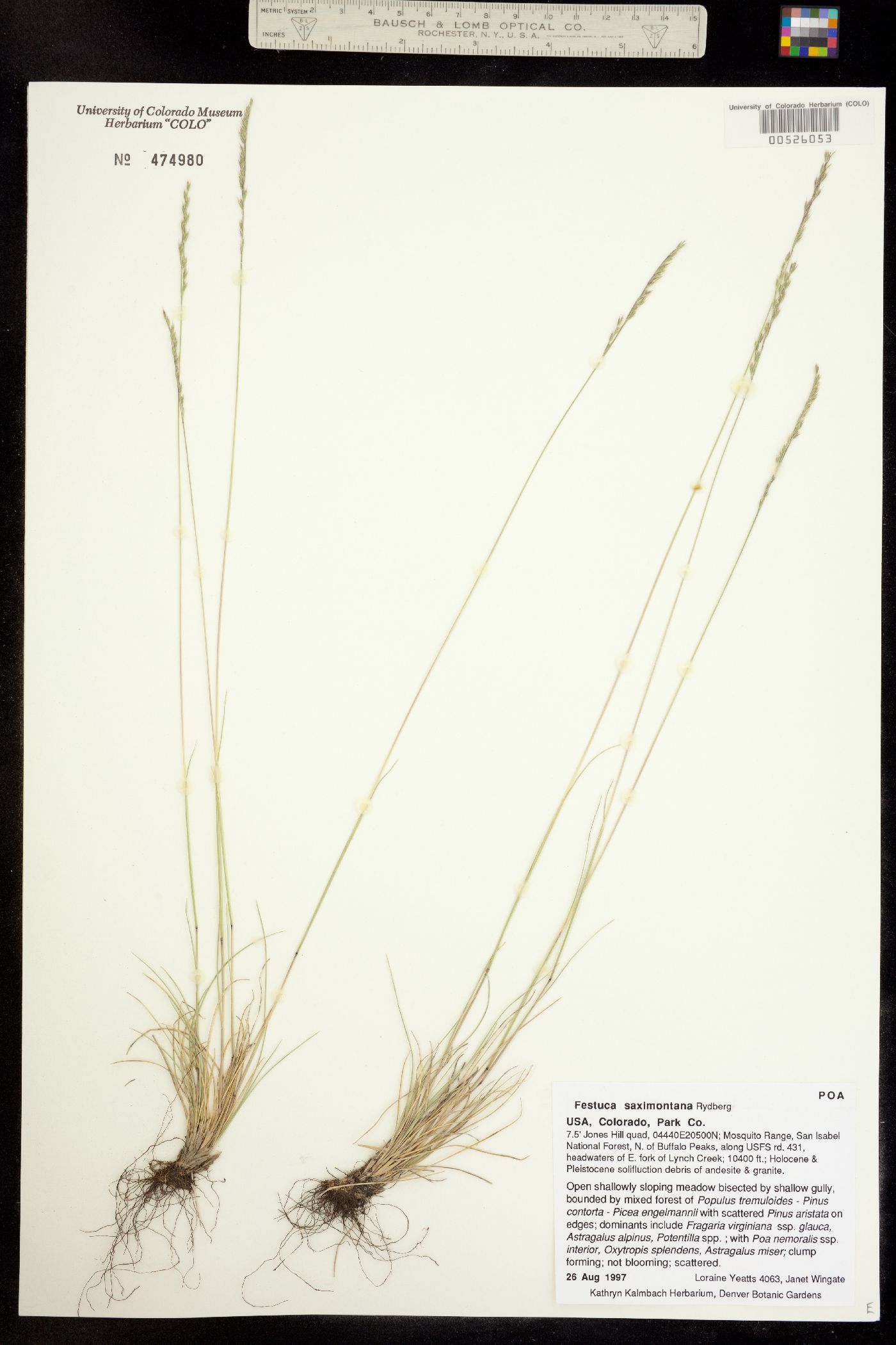 Festuca image