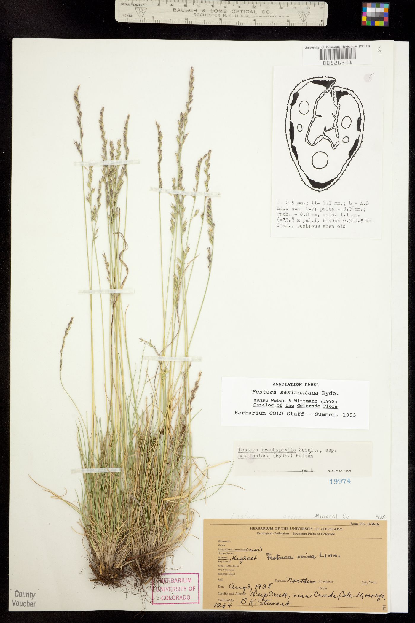 Festuca saximontana image