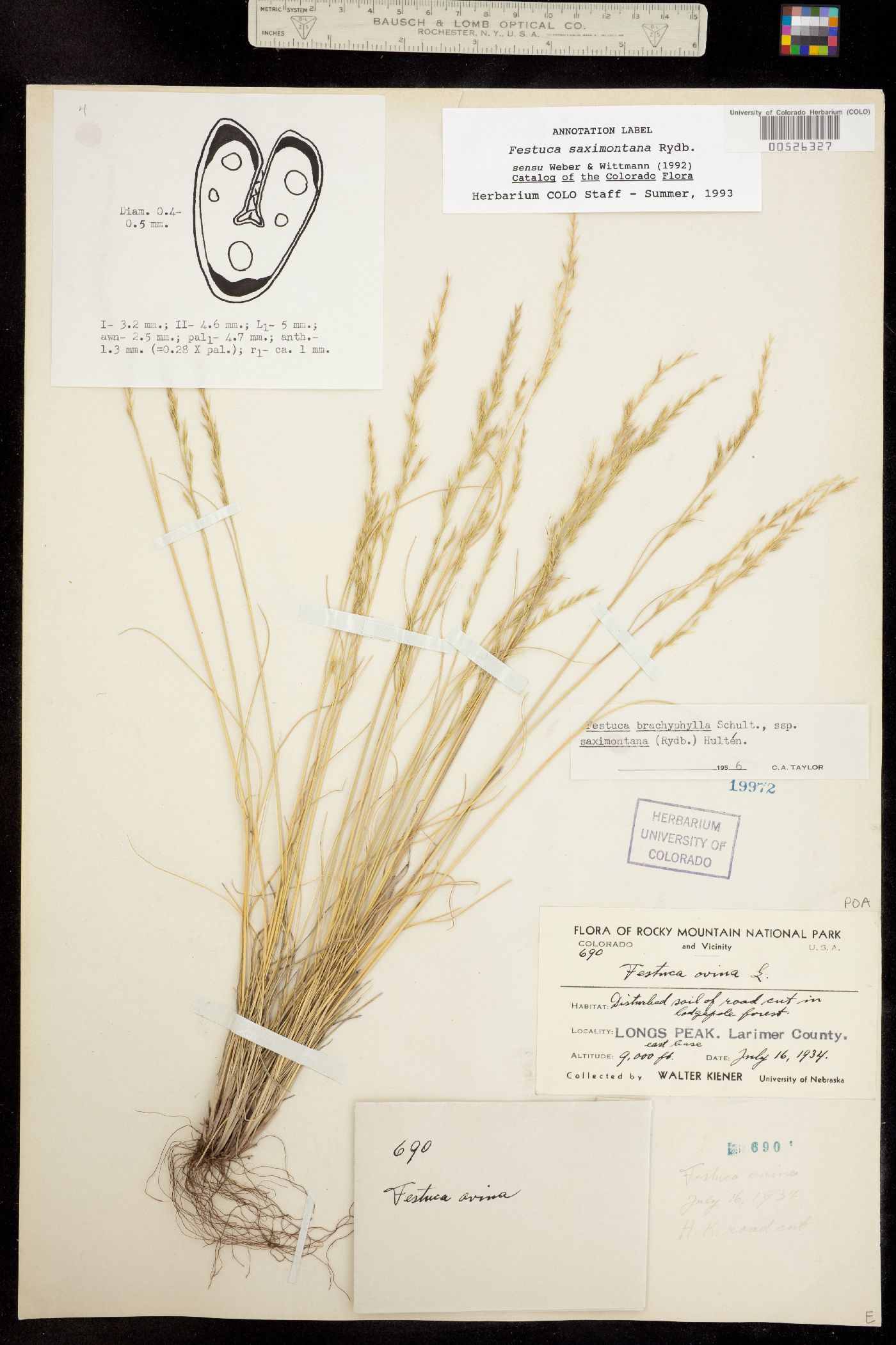 Festuca saximontana image