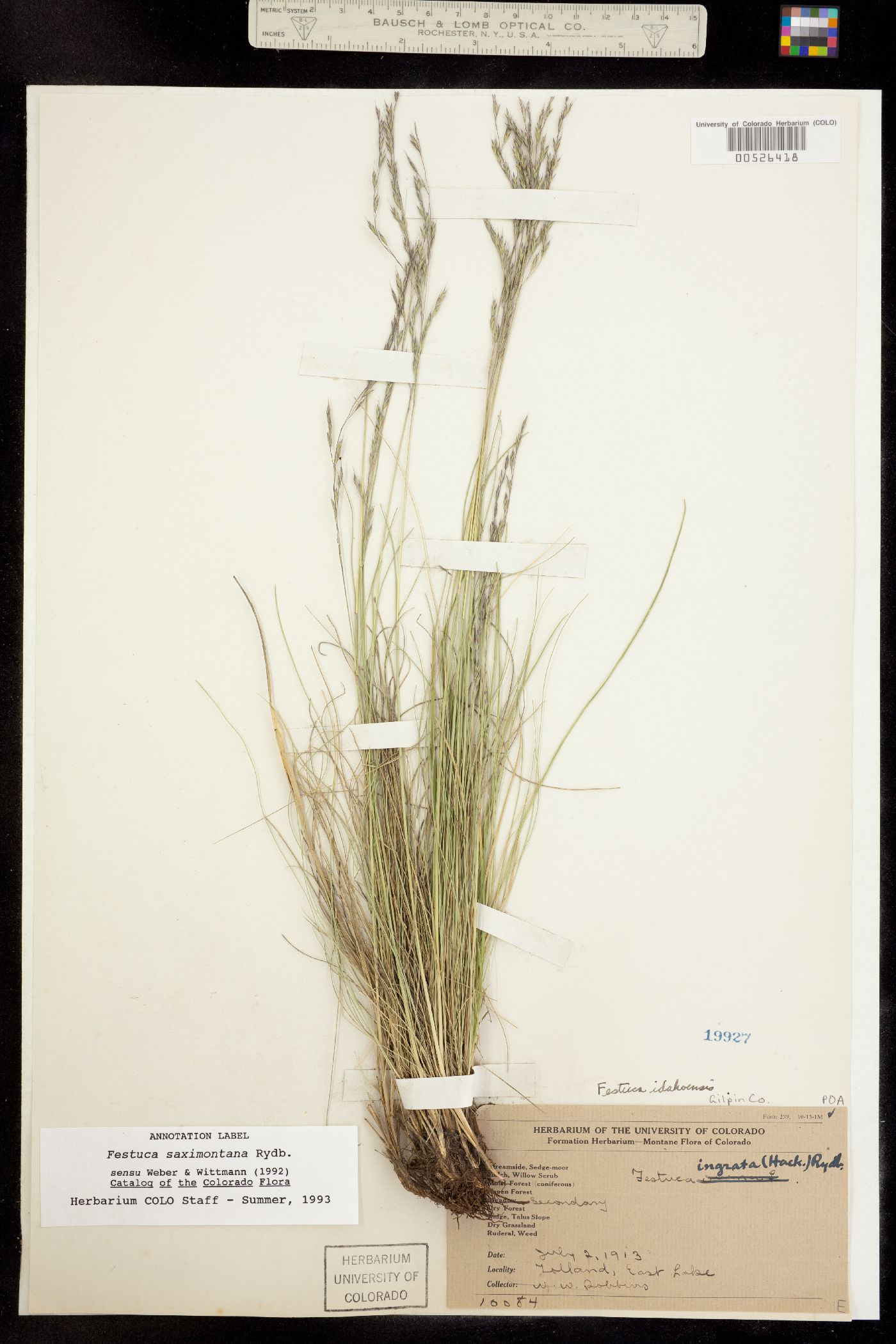 Festuca saximontana image