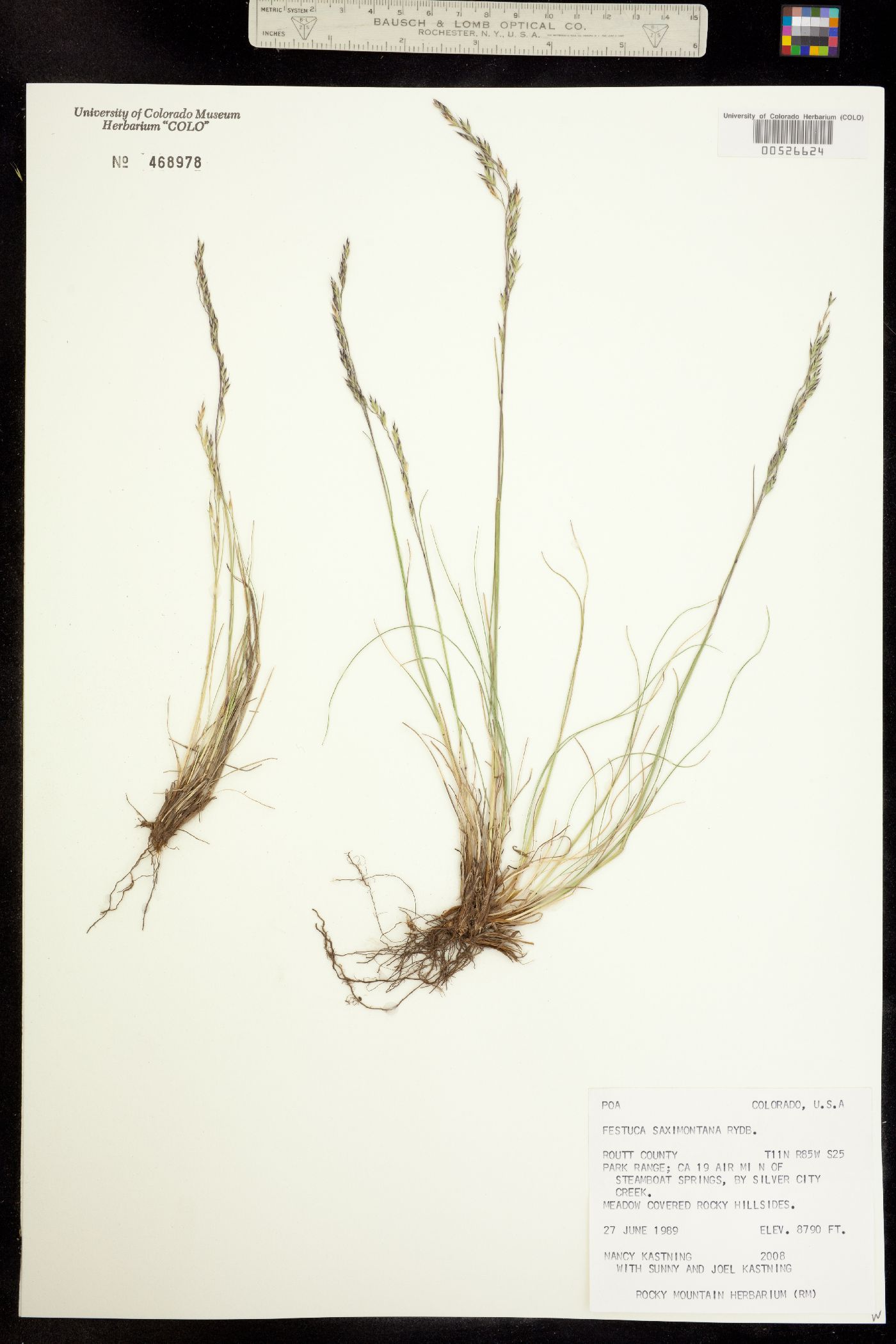 Festuca saximontana image