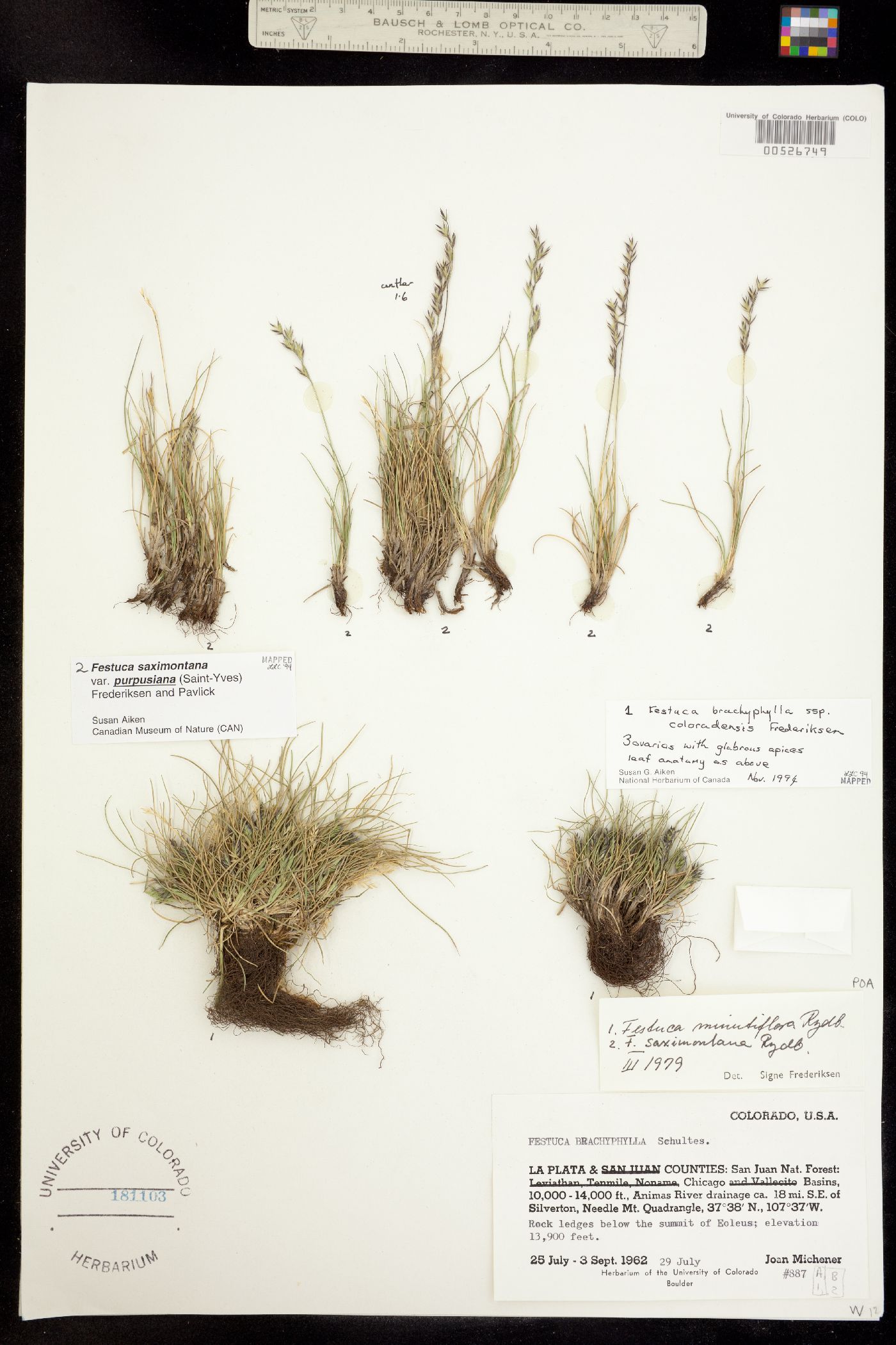 Festuca saximontana ssp. purpusiana image