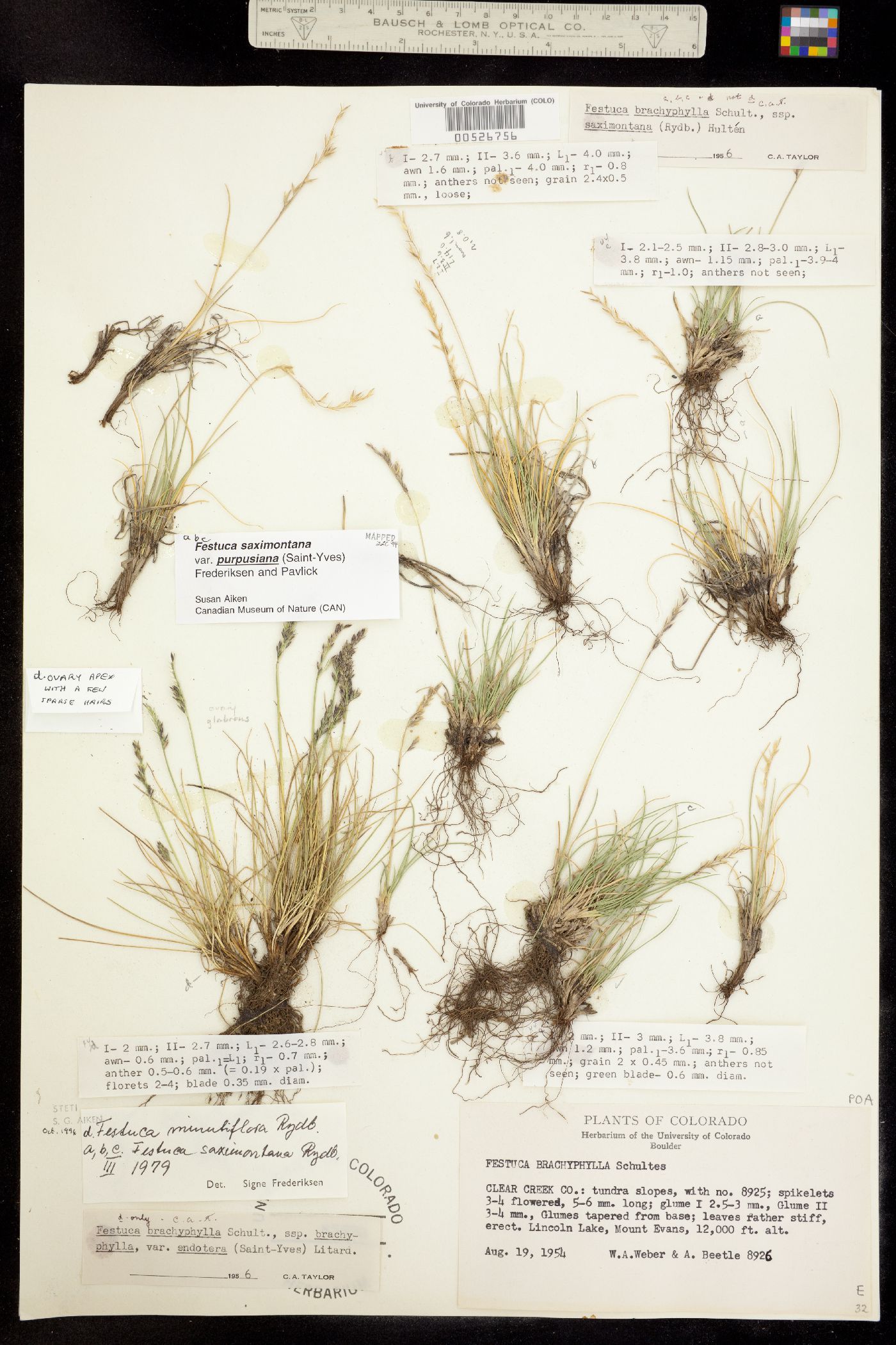 Festuca saximontana image