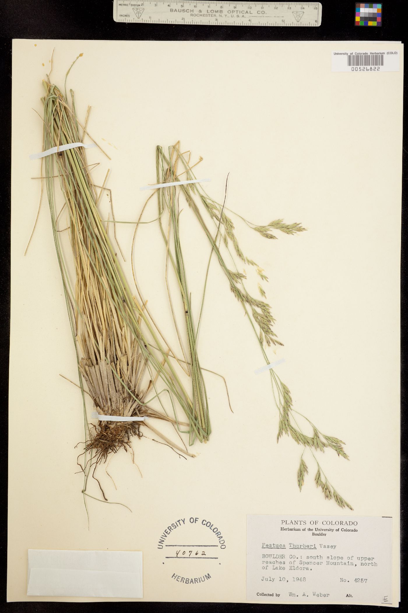 Festuca thurberi image