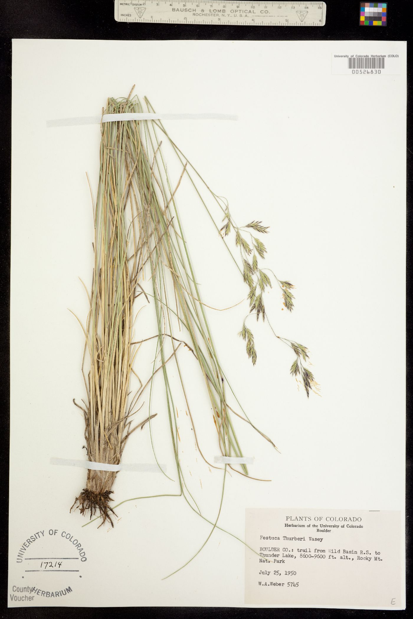 Festuca thurberi image