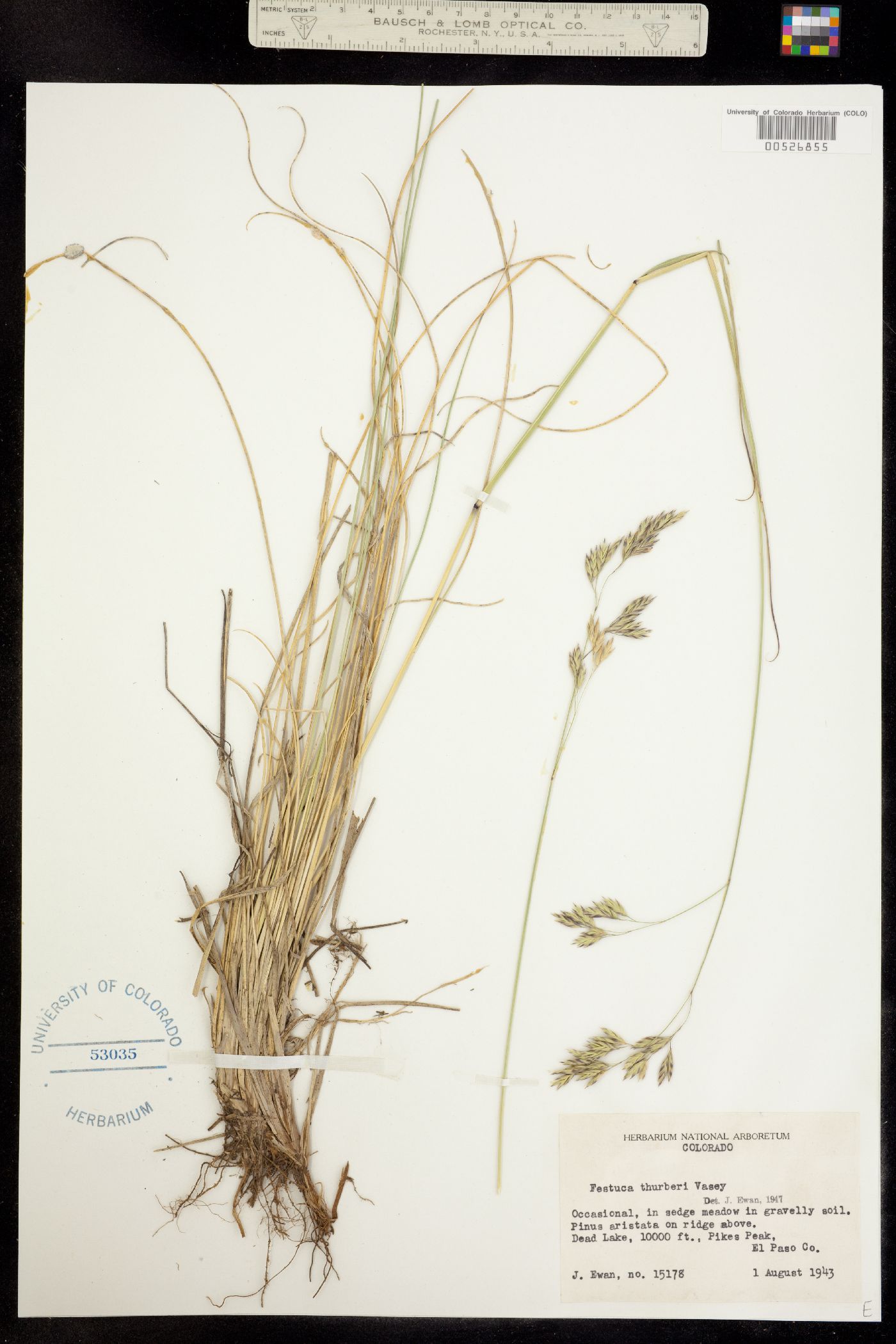 Festuca thurberi image