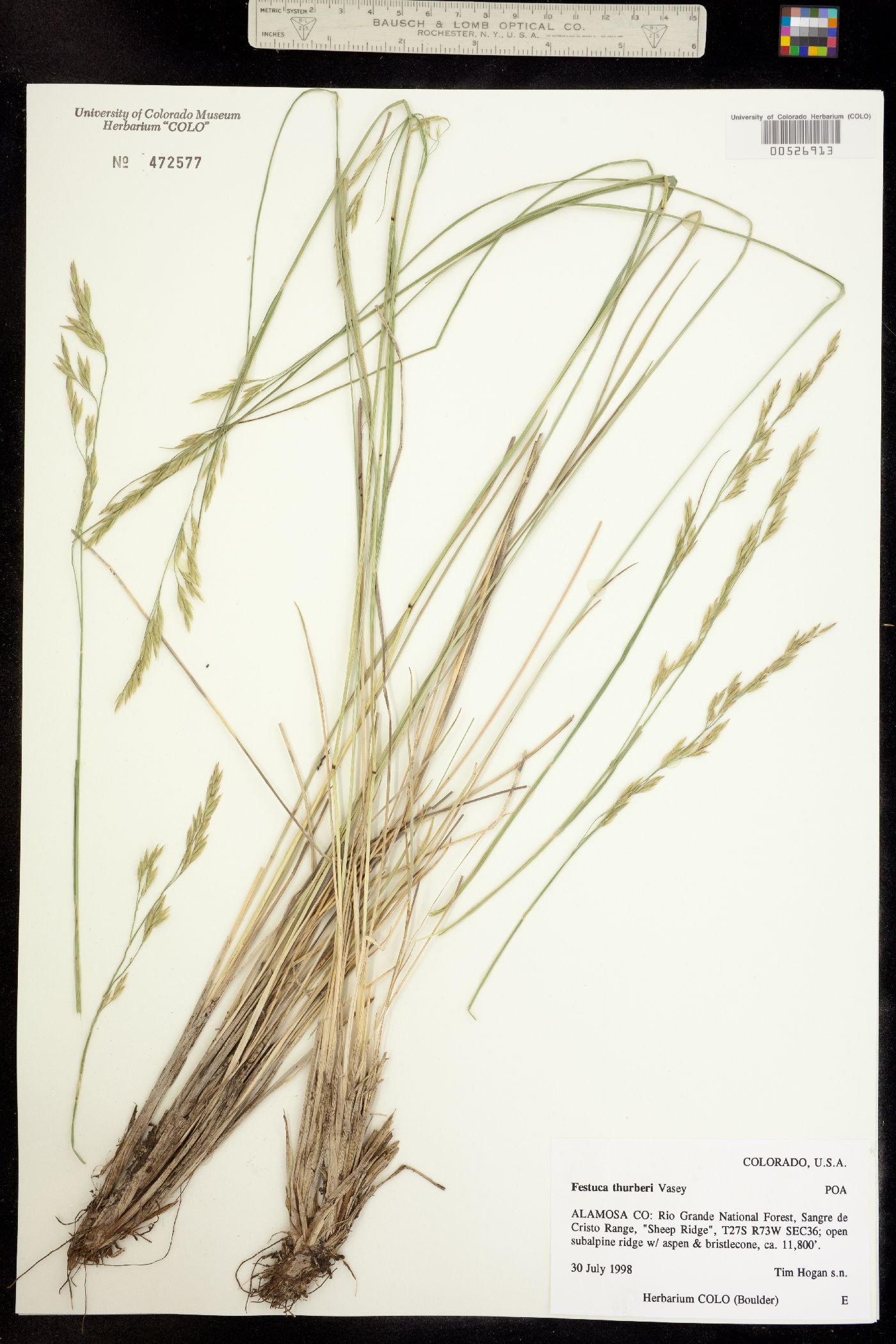 Festuca image