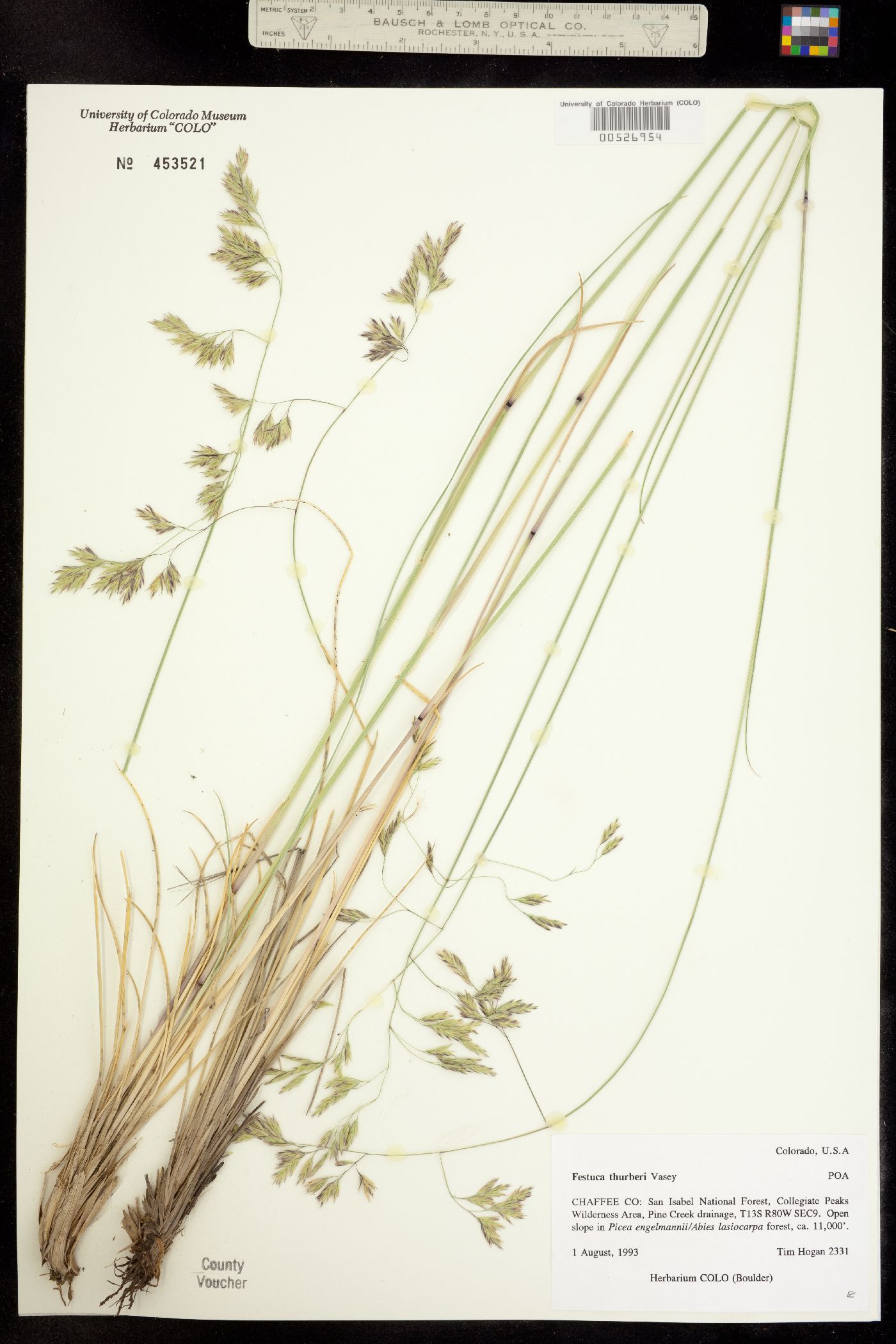 Festuca thurberi image