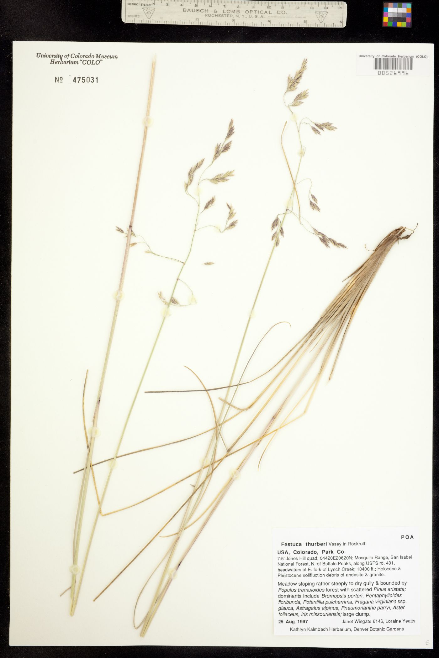Festuca thurberi image
