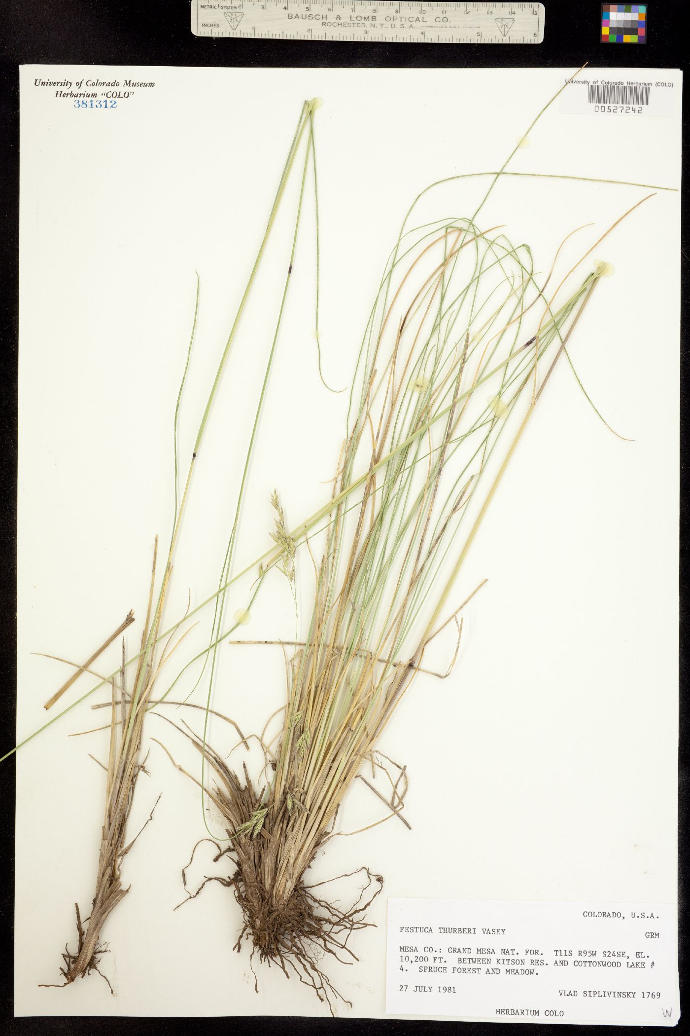 Festuca thurberi image