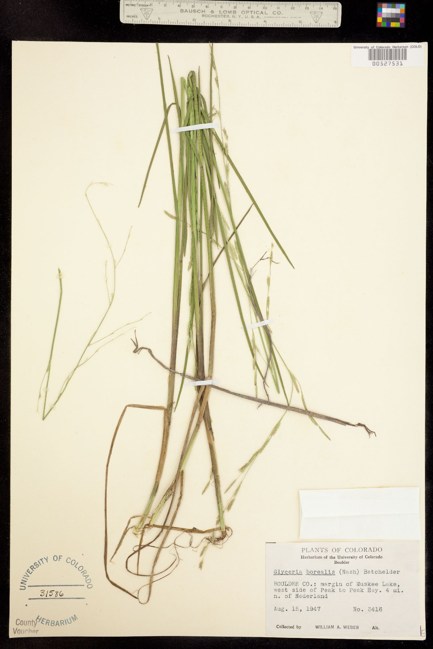 Glyceria borealis image