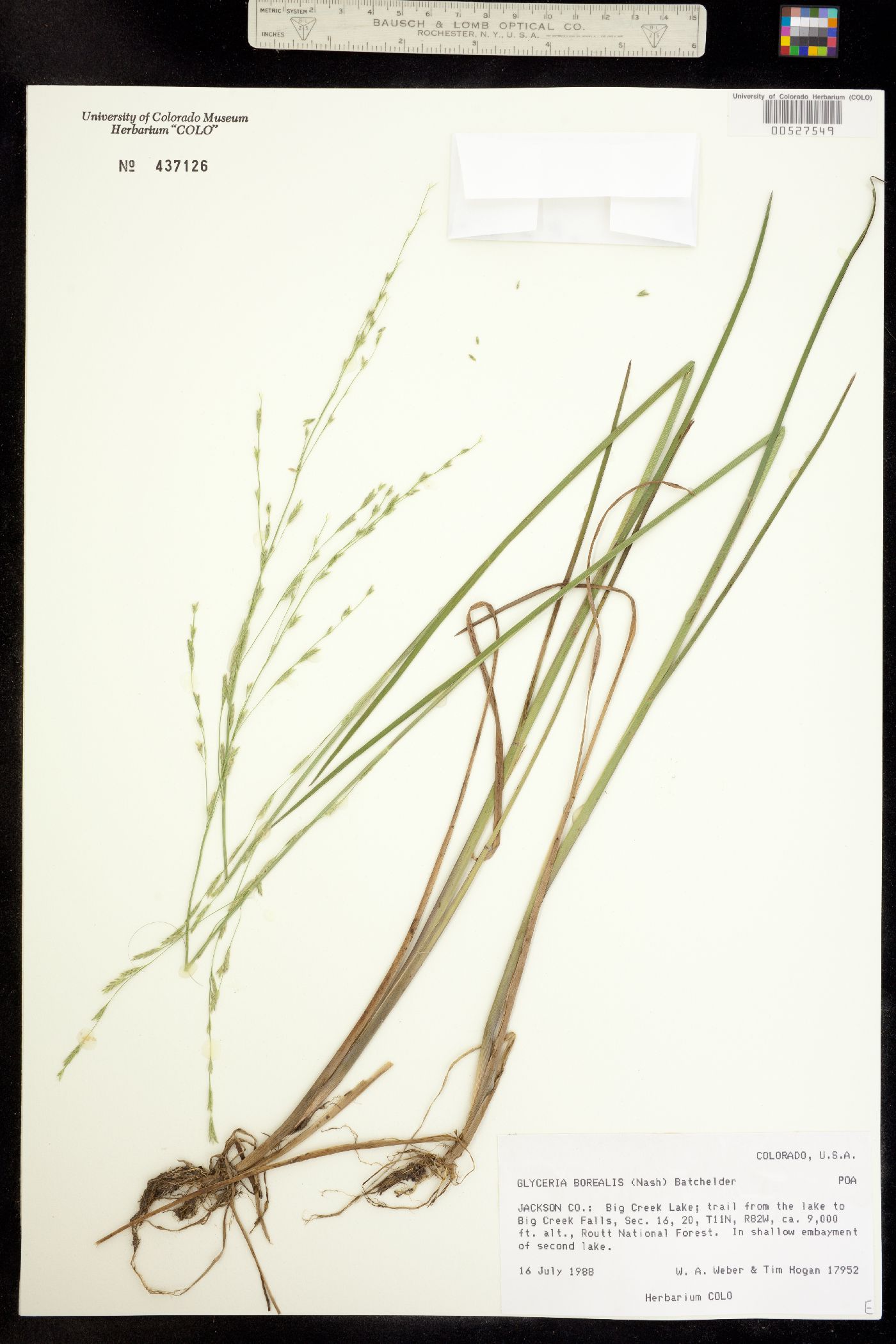 Glyceria borealis image