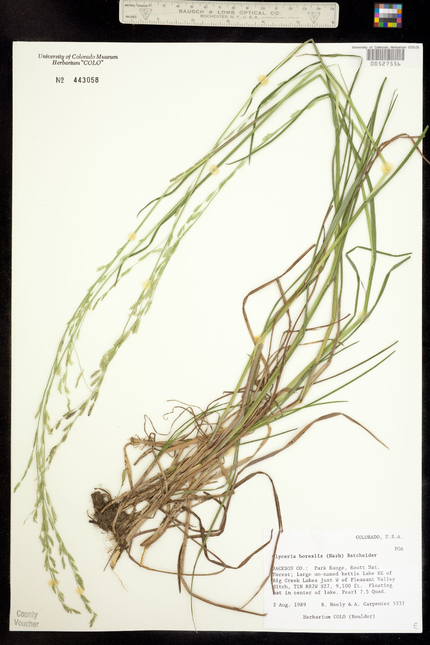 Glyceria borealis image