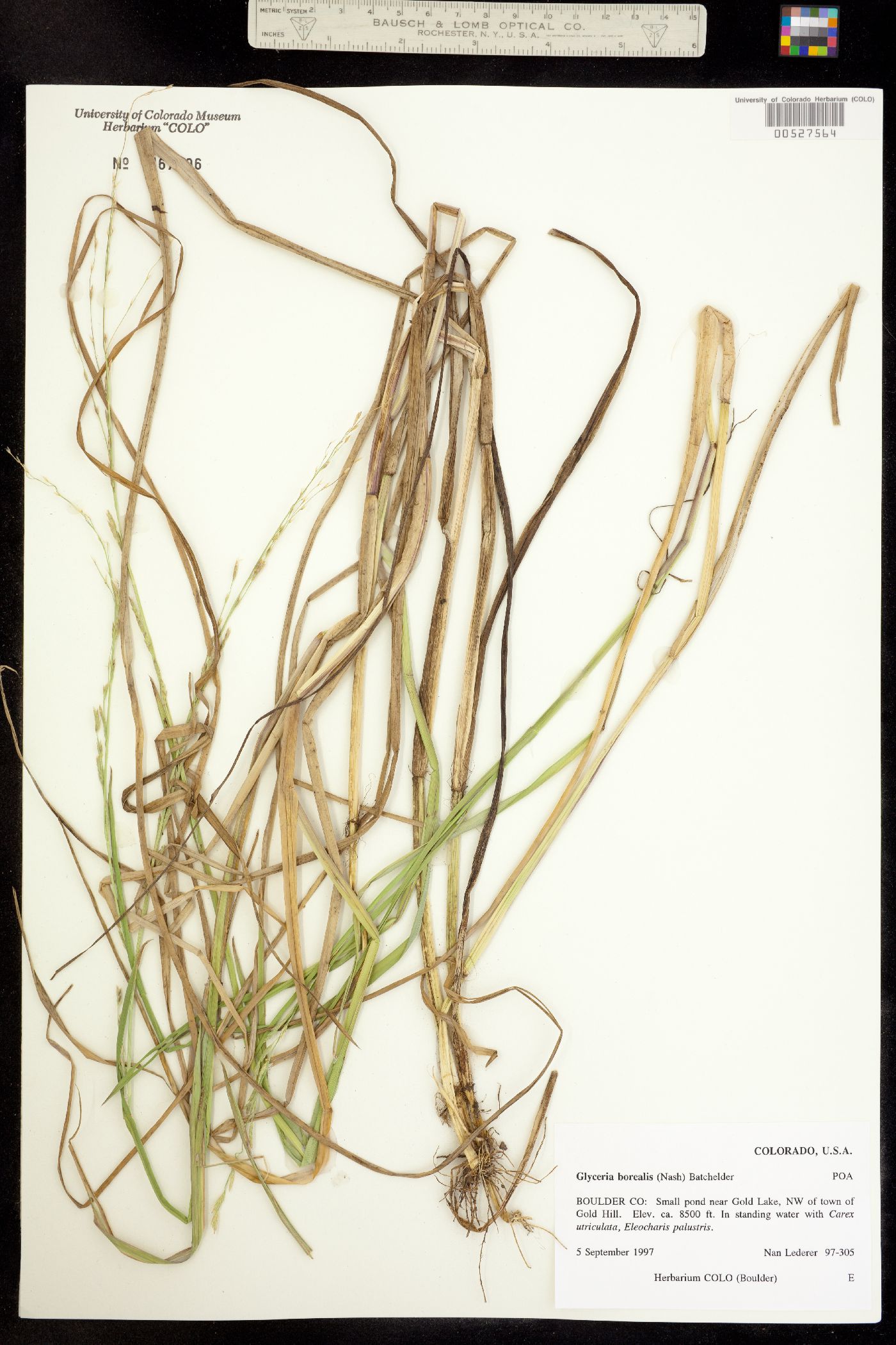 Glyceria borealis image