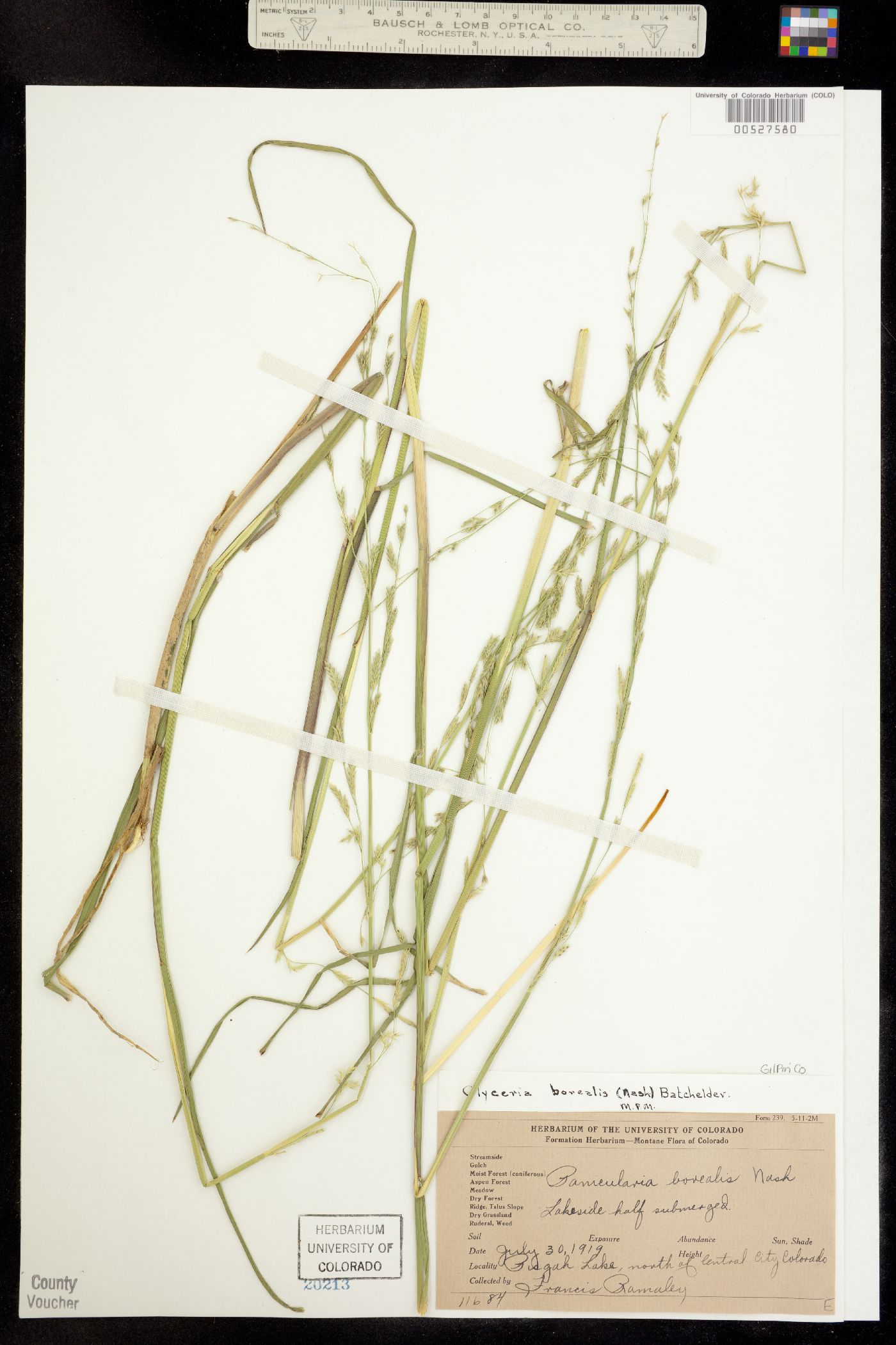 Glyceria borealis image