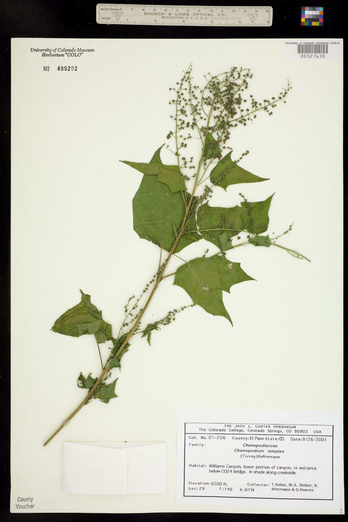 Chenopodium simplex image