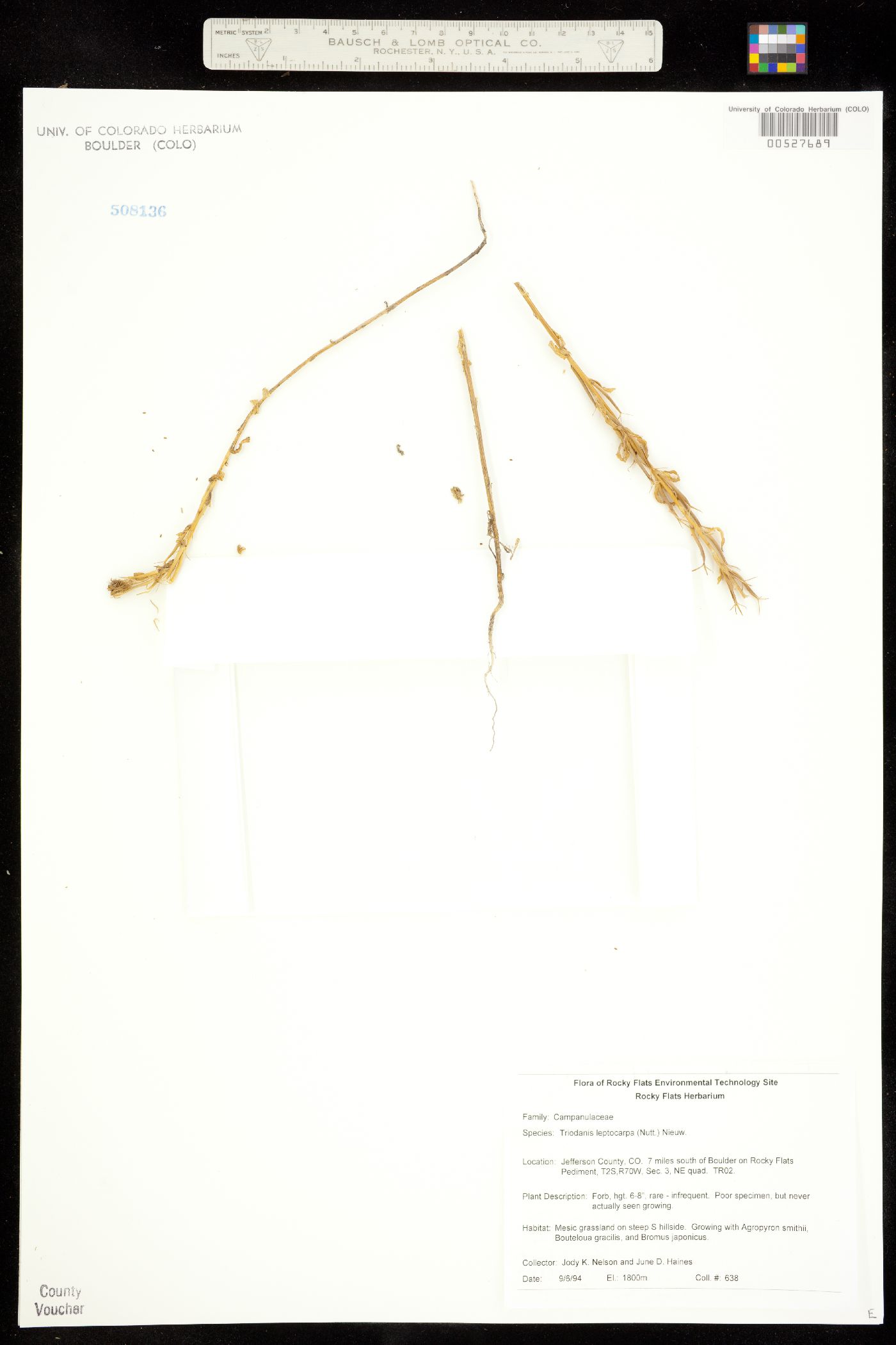 Triodanis leptocarpa image
