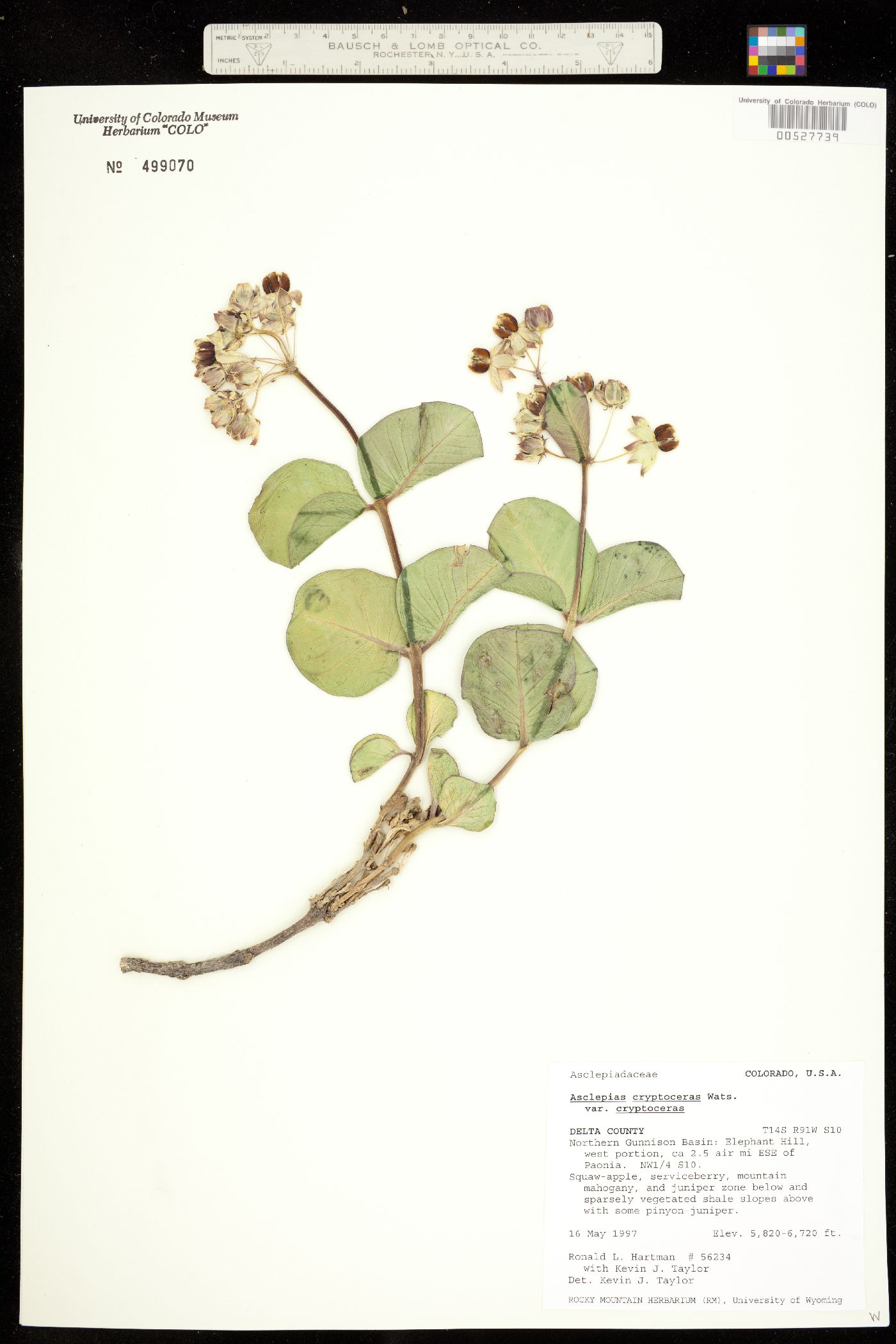 Asclepias cryptoceras image