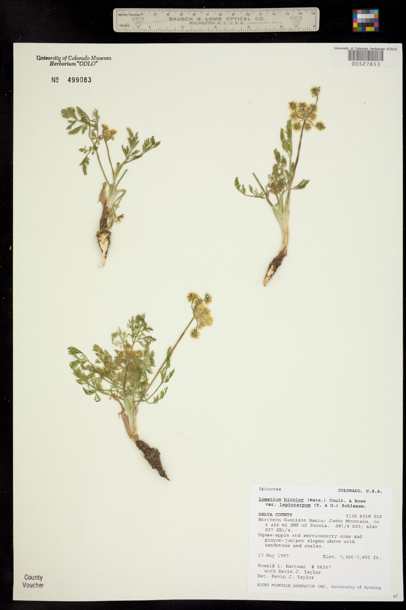 Lomatium bicolor var. leptocarpum image