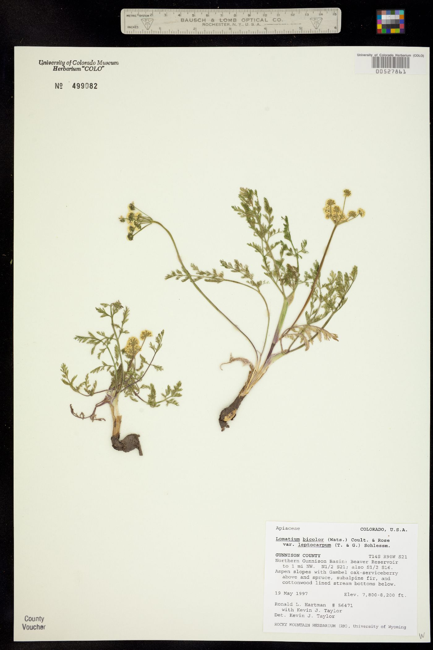 Lomatium bicolor image