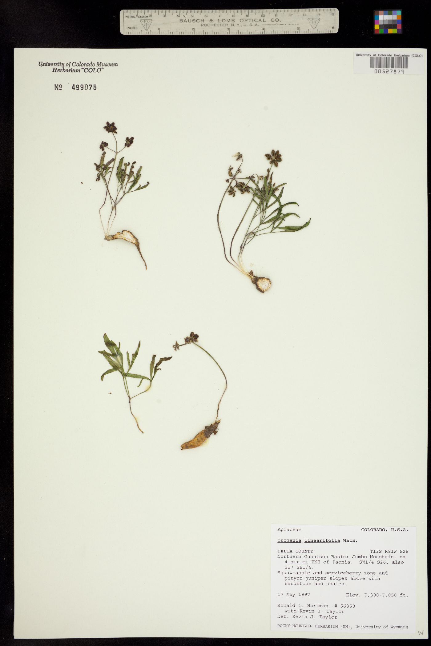 Lomatium linearifolium image