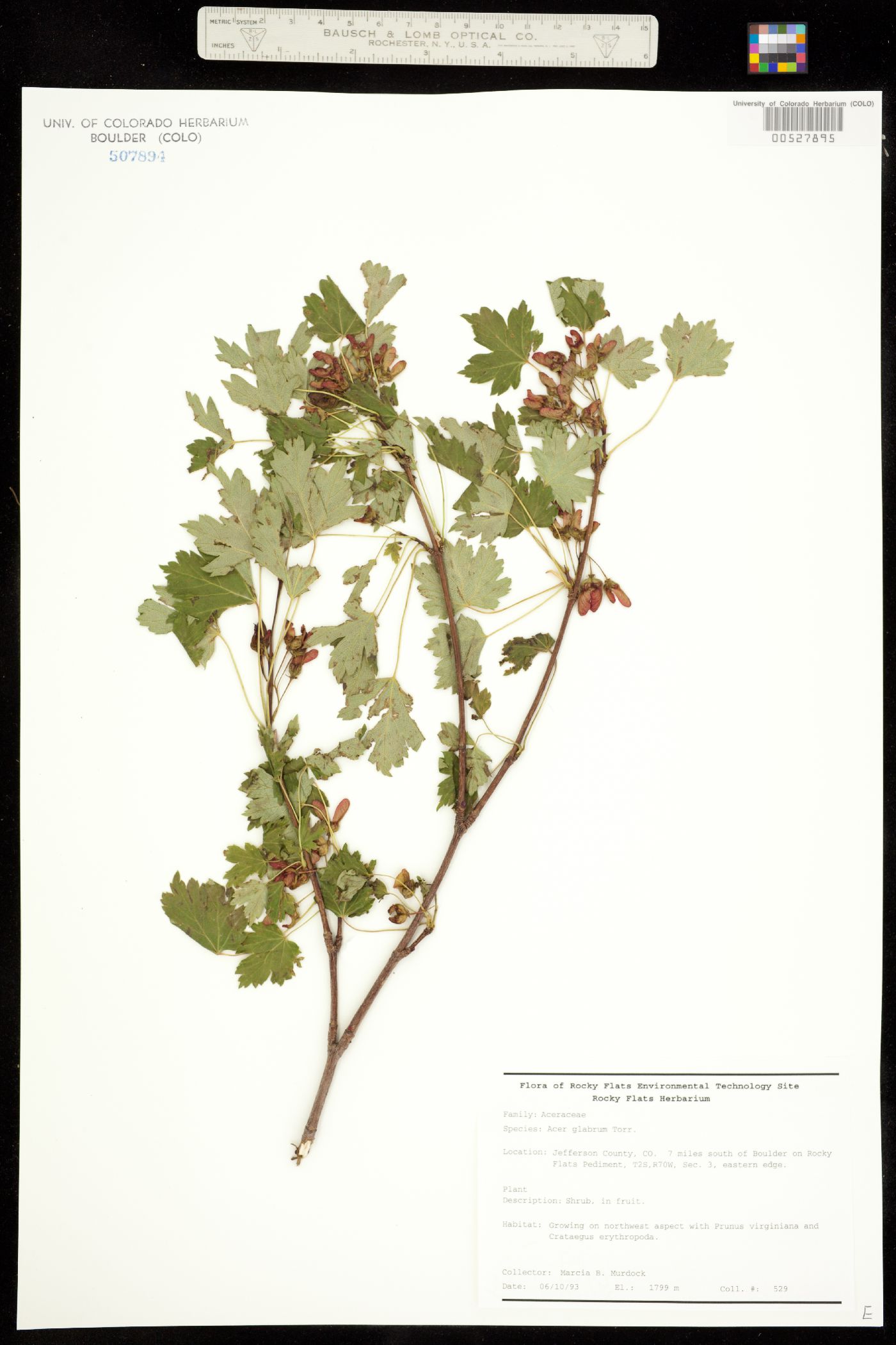 Acer image