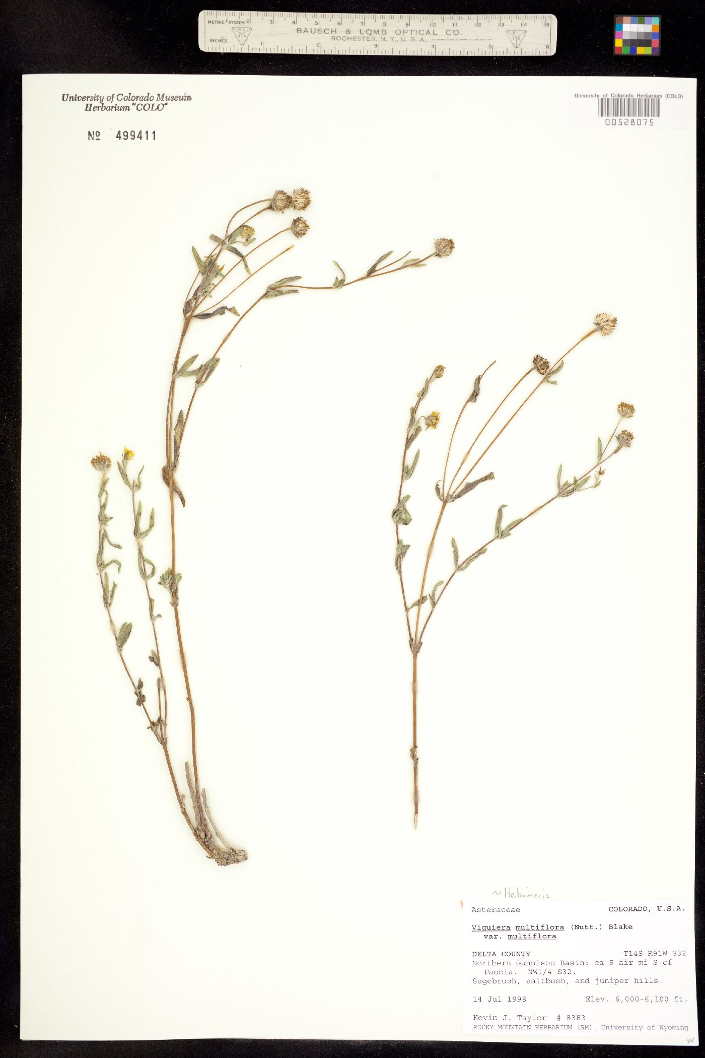 Heliomeris multiflora image
