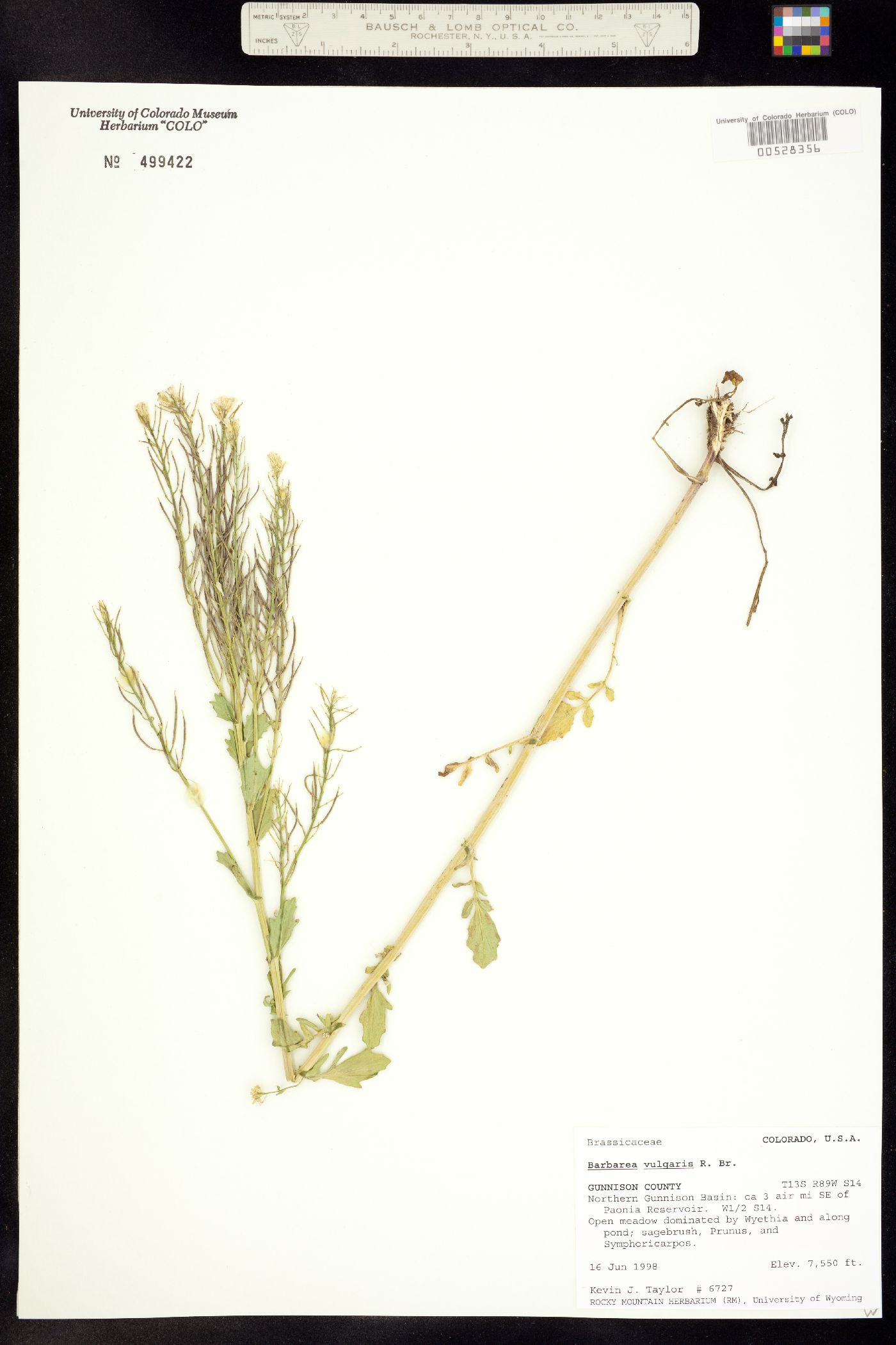 Barbarea vulgaris image