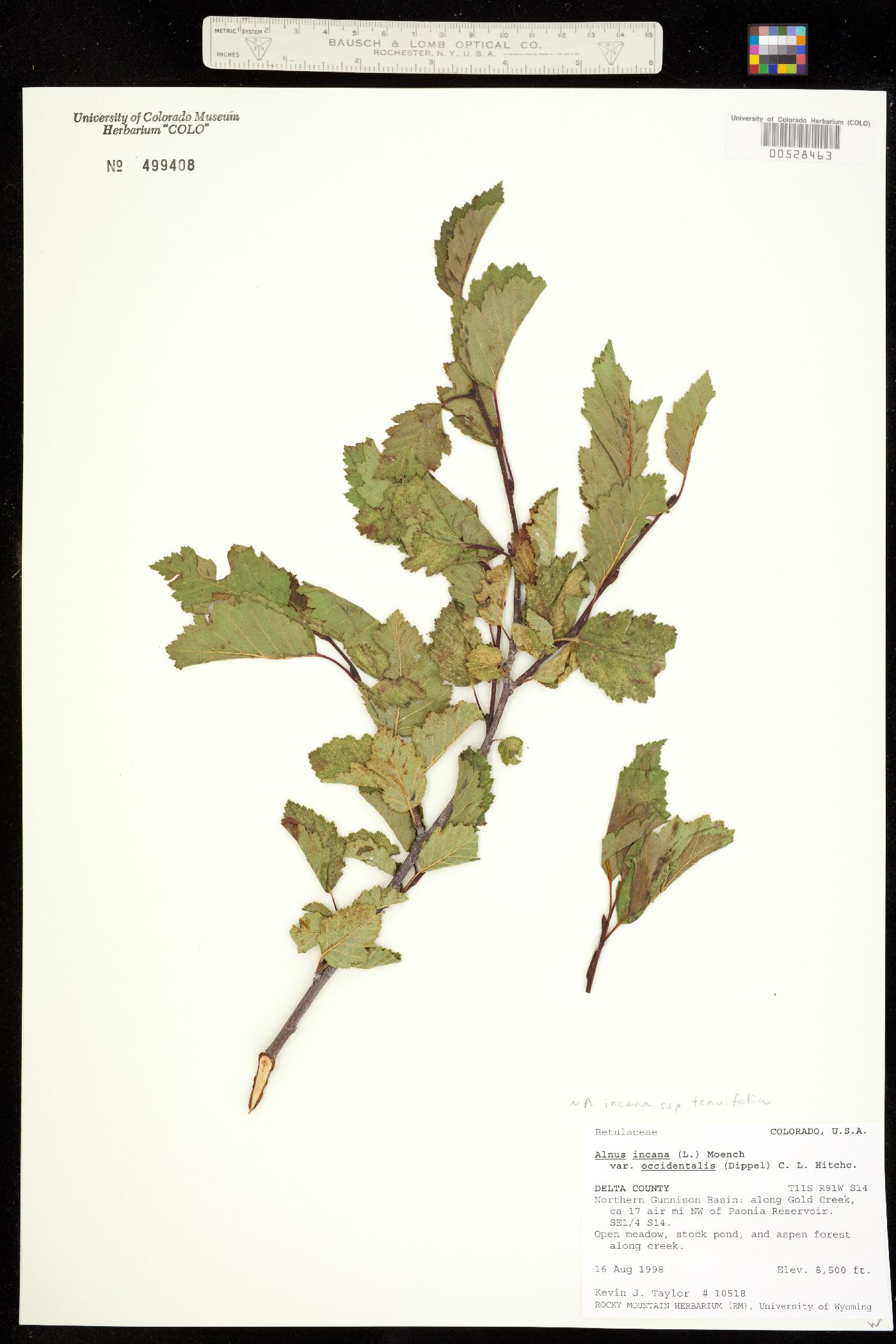 Alnus incana ssp. tenuifolia image