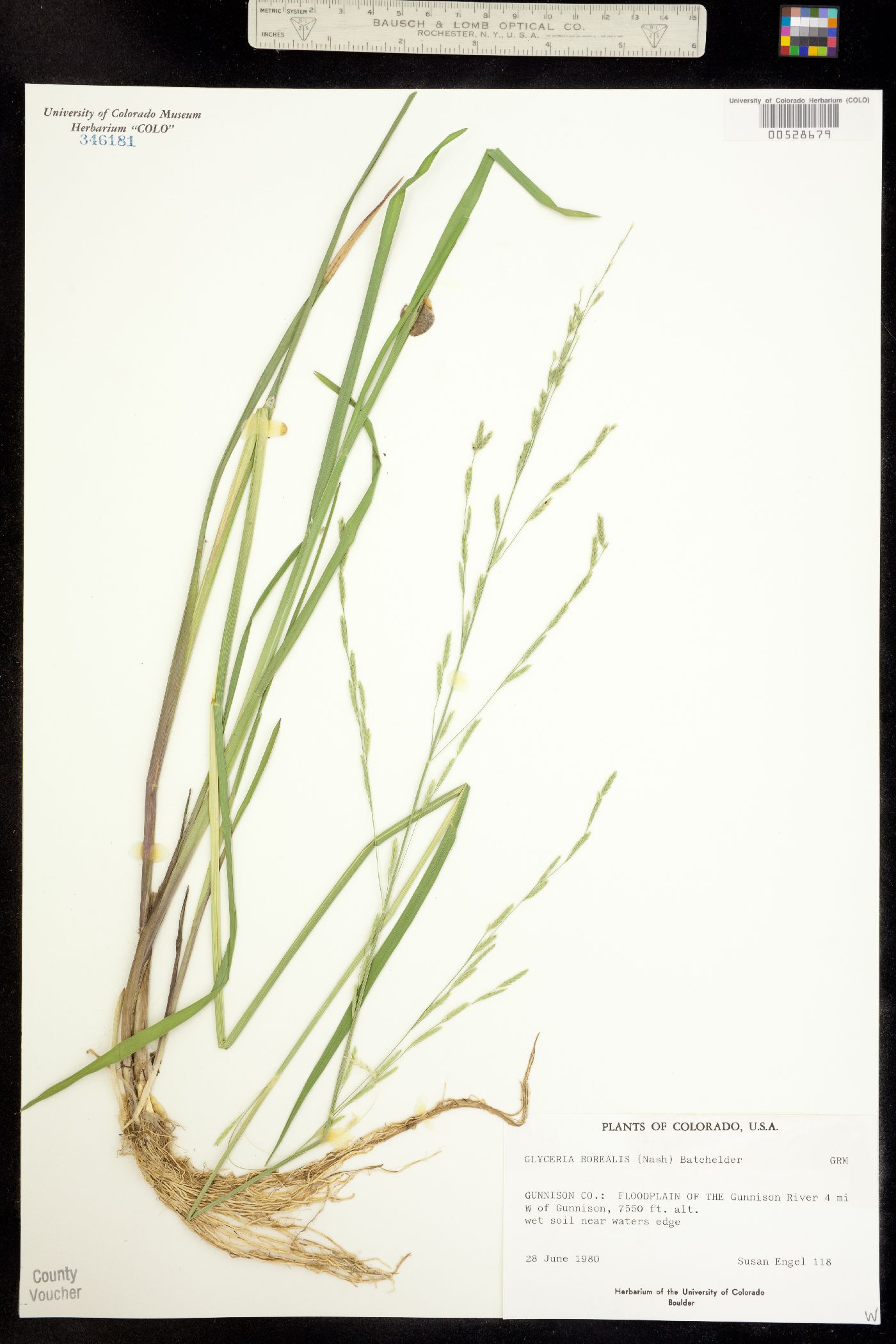 Glyceria borealis image