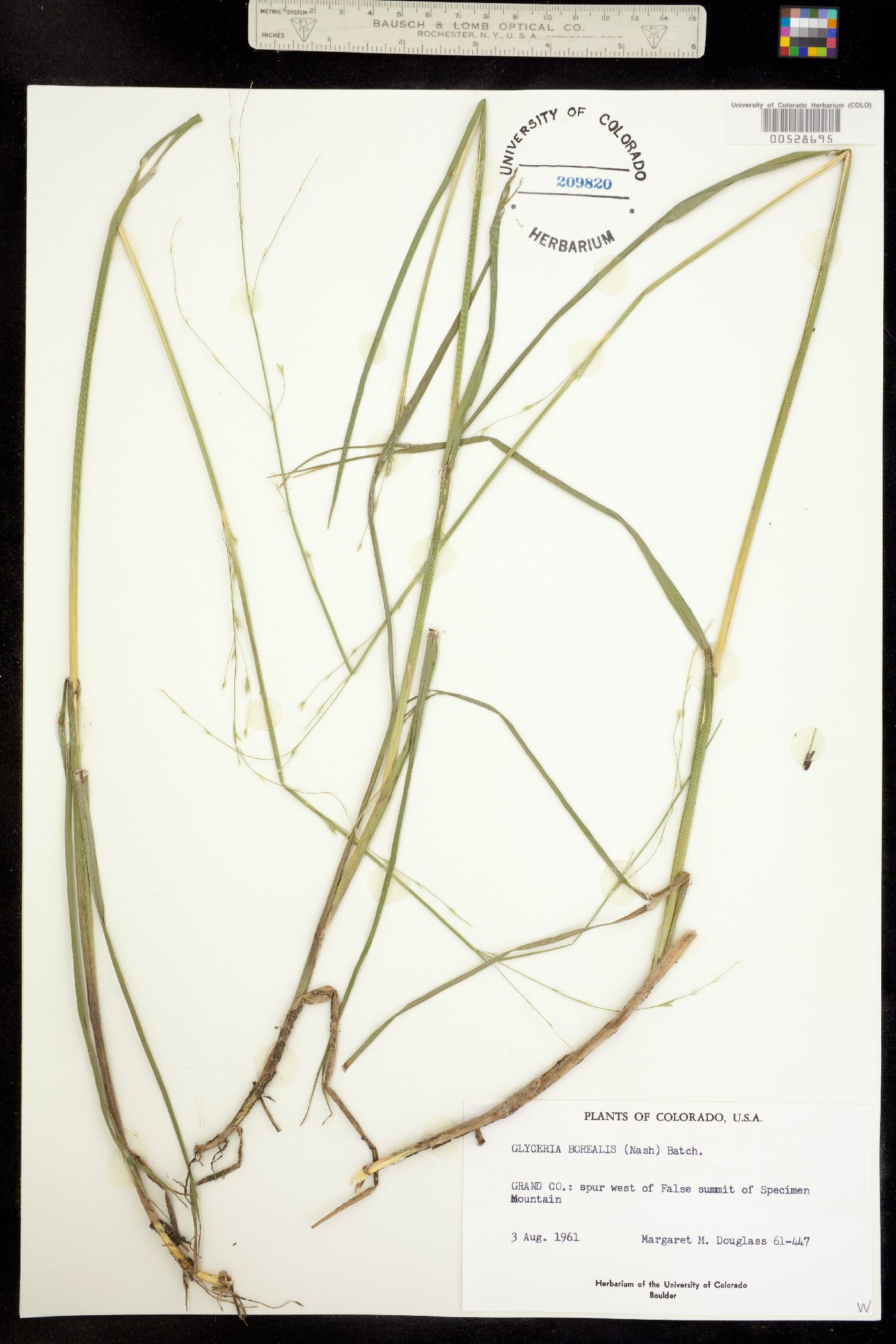 Glyceria borealis image