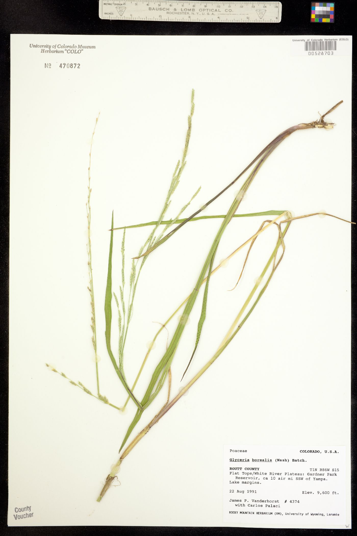 Glyceria borealis image