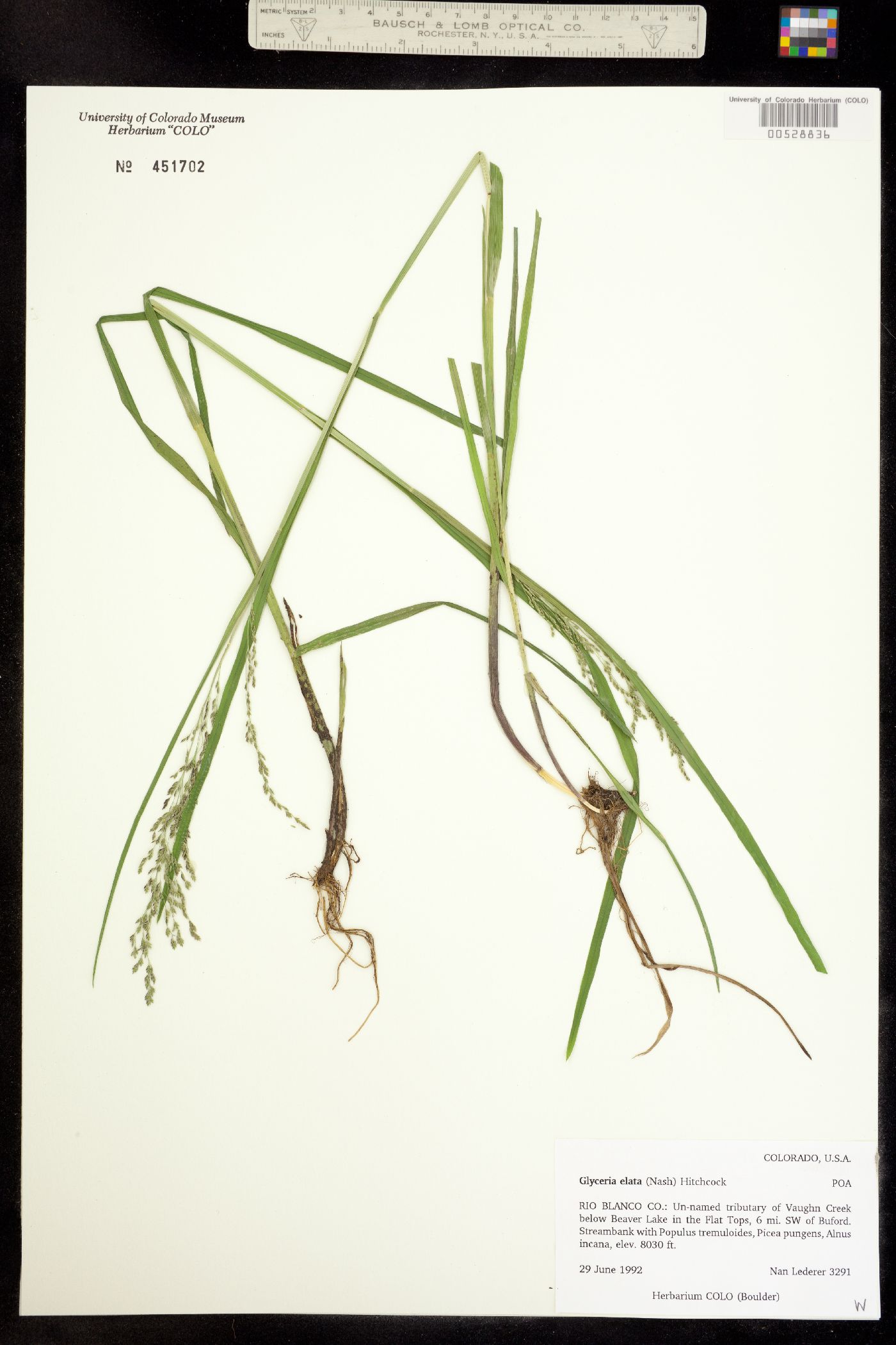 Glyceria elata image