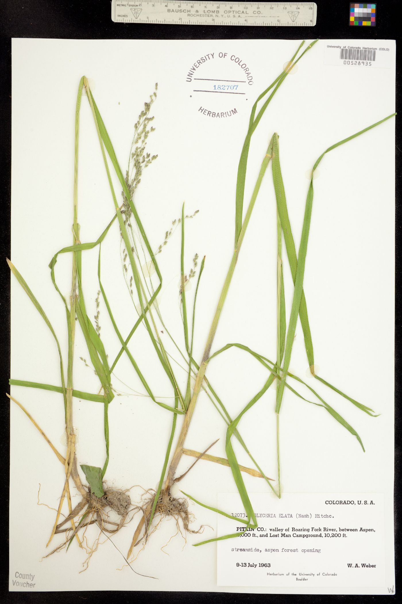 Glyceria elata image