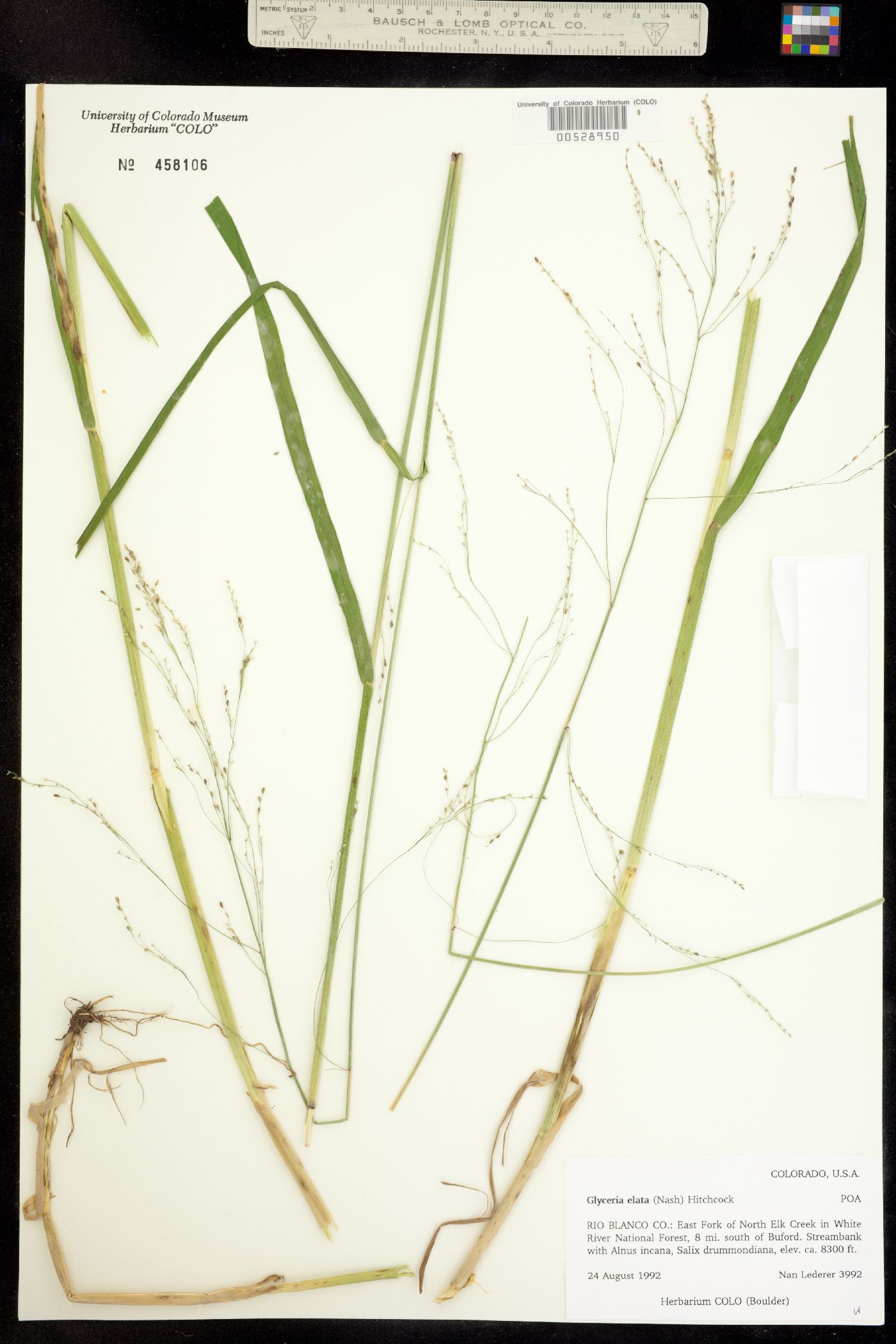 Glyceria elata image