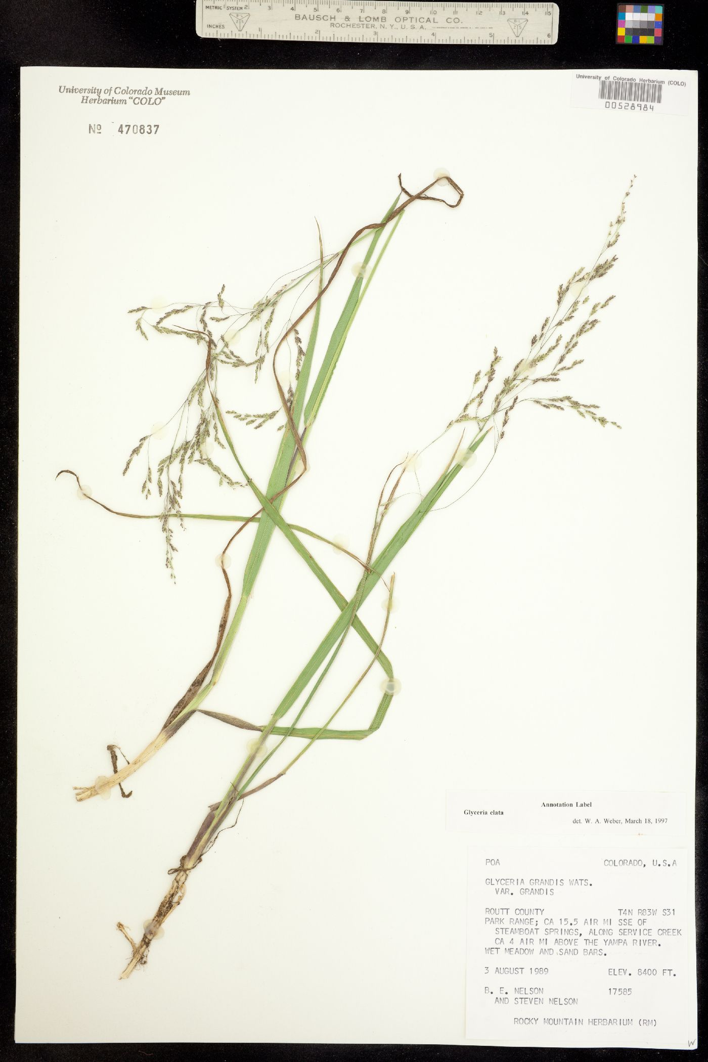 Glyceria elata image