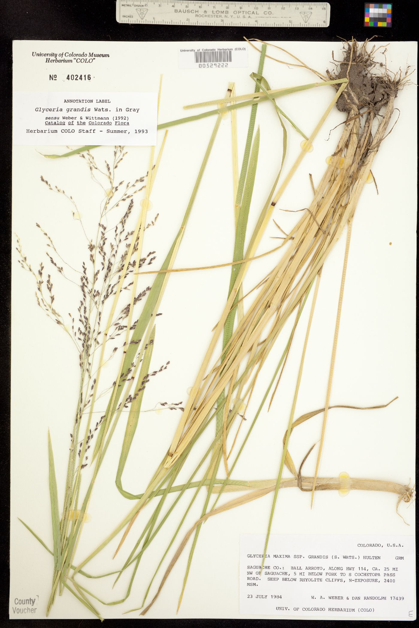 Glyceria grandis image