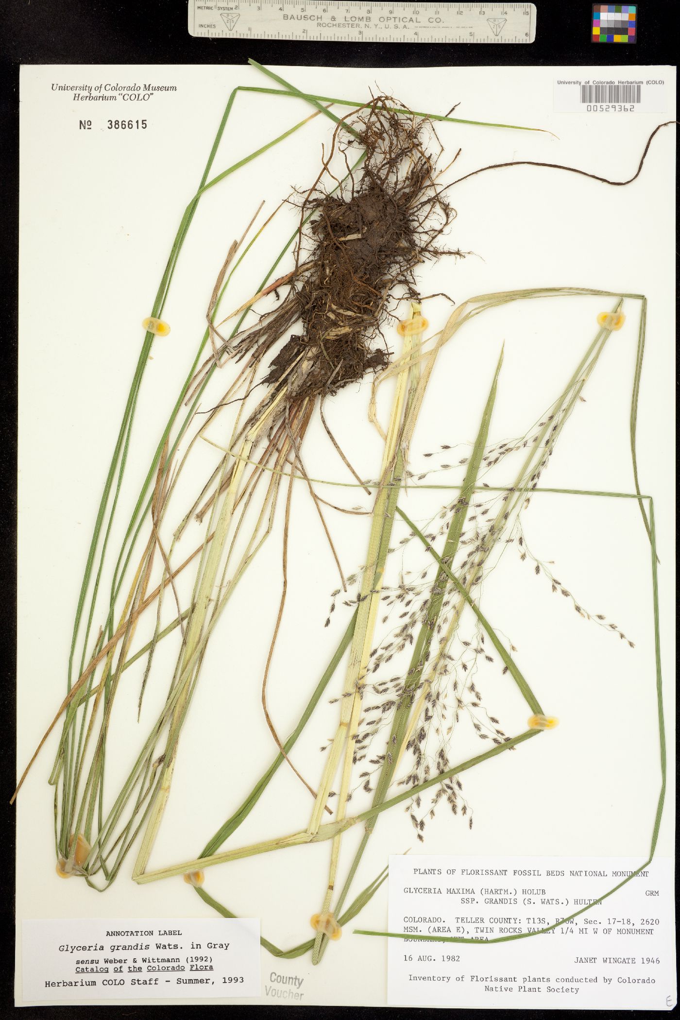 Glyceria grandis image