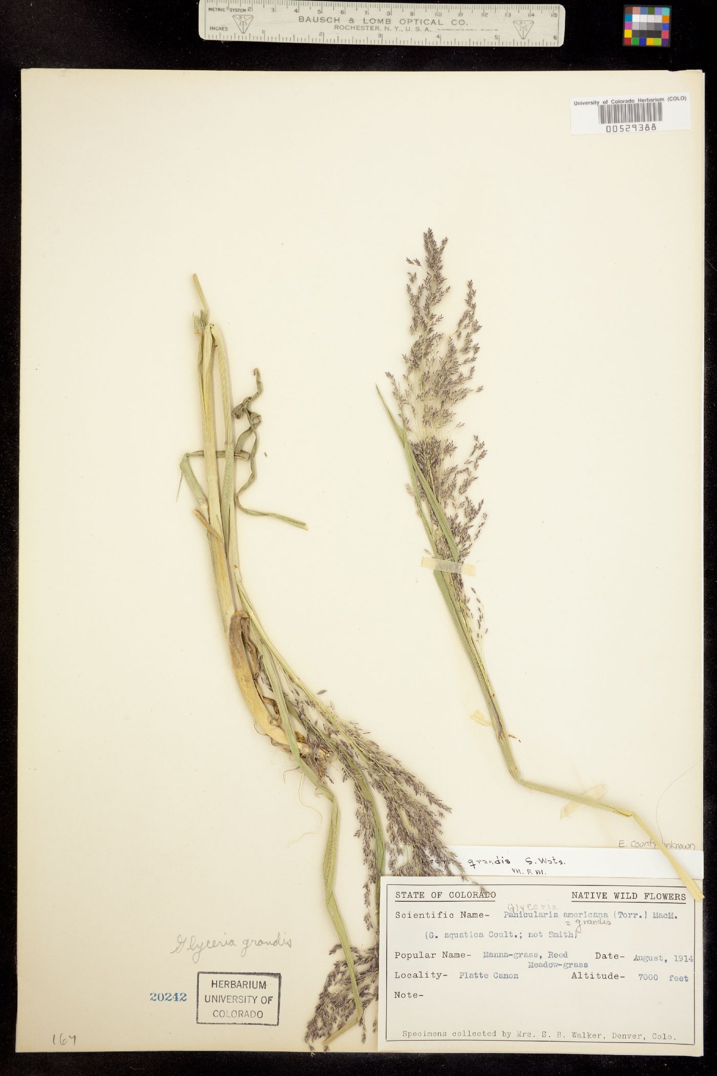 Glyceria grandis image