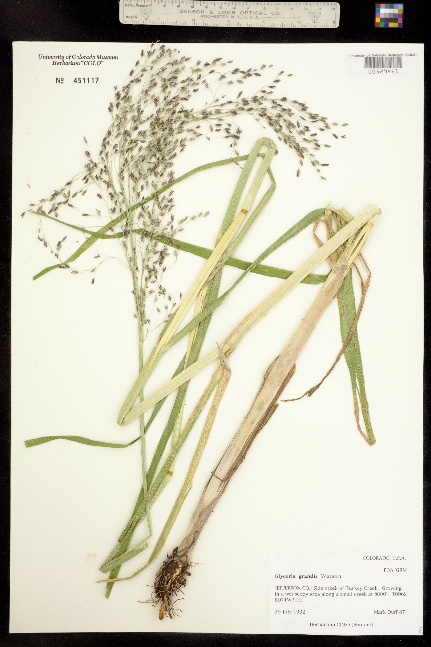 Glyceria grandis image
