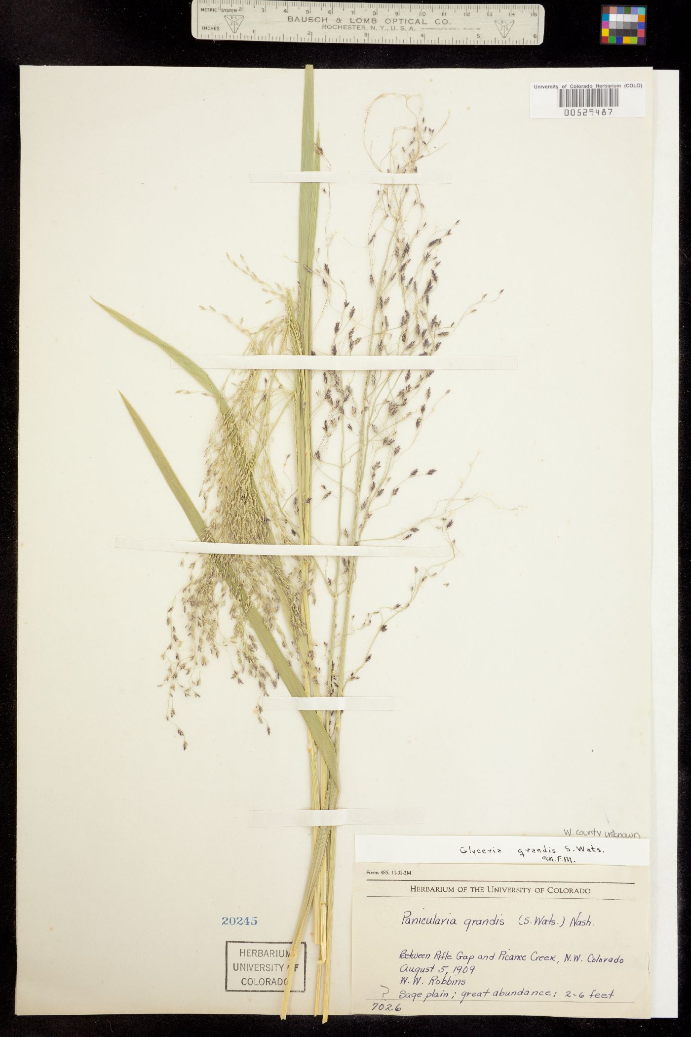 Glyceria grandis image