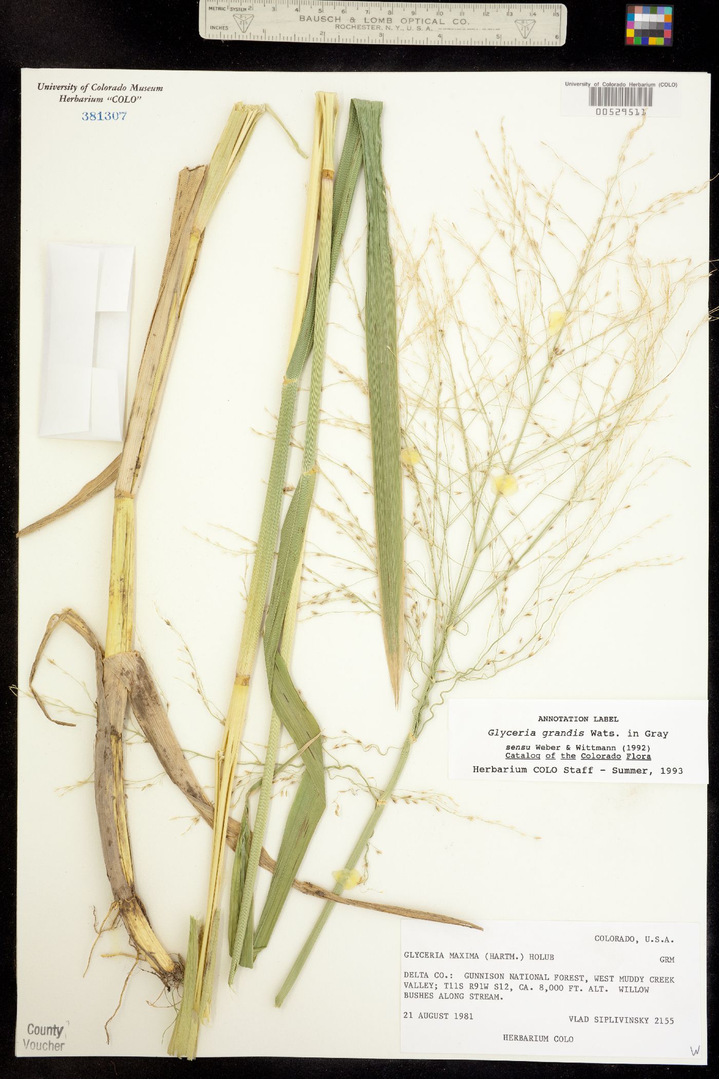 Glyceria grandis image