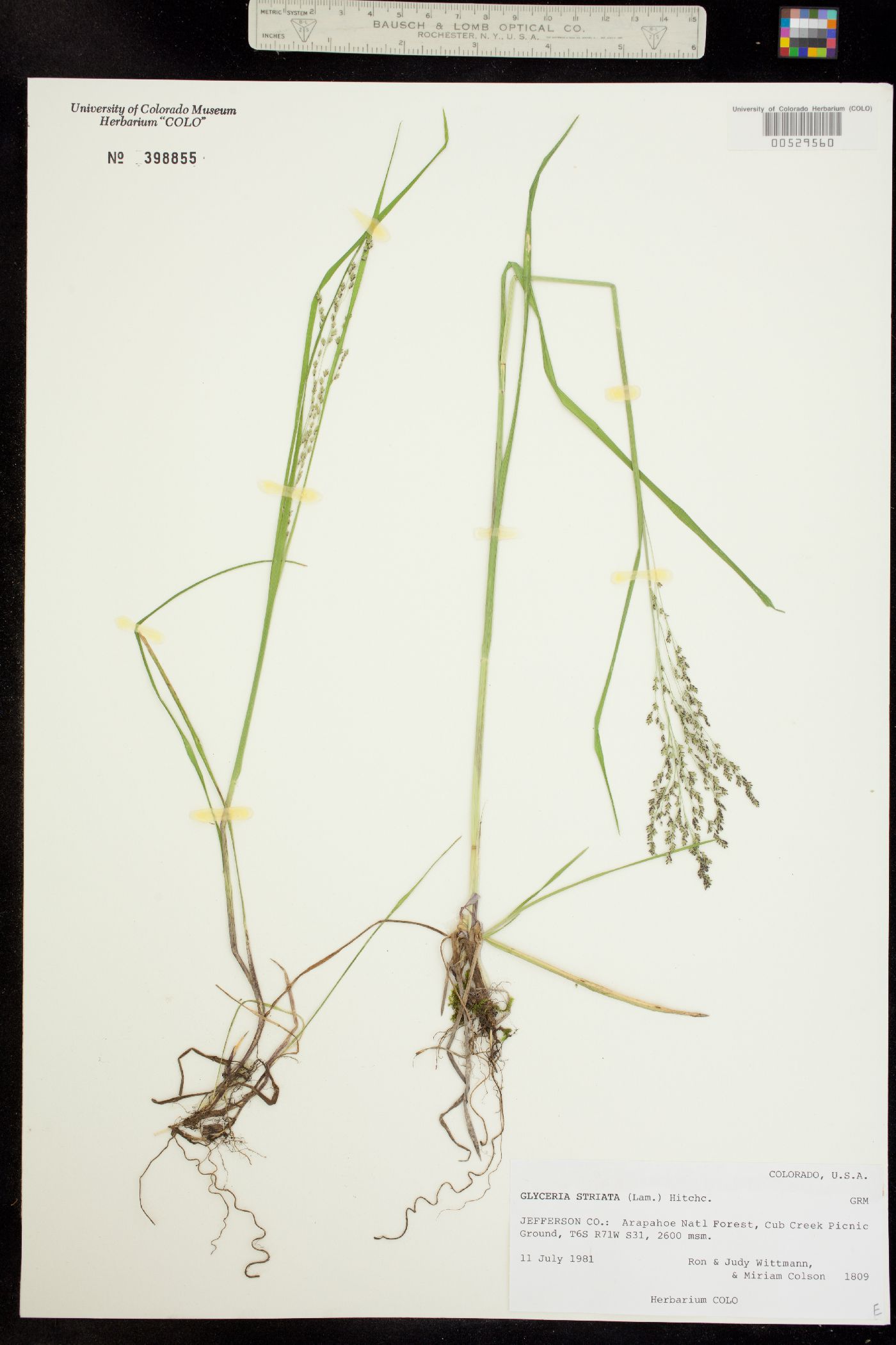 Glyceria striata image